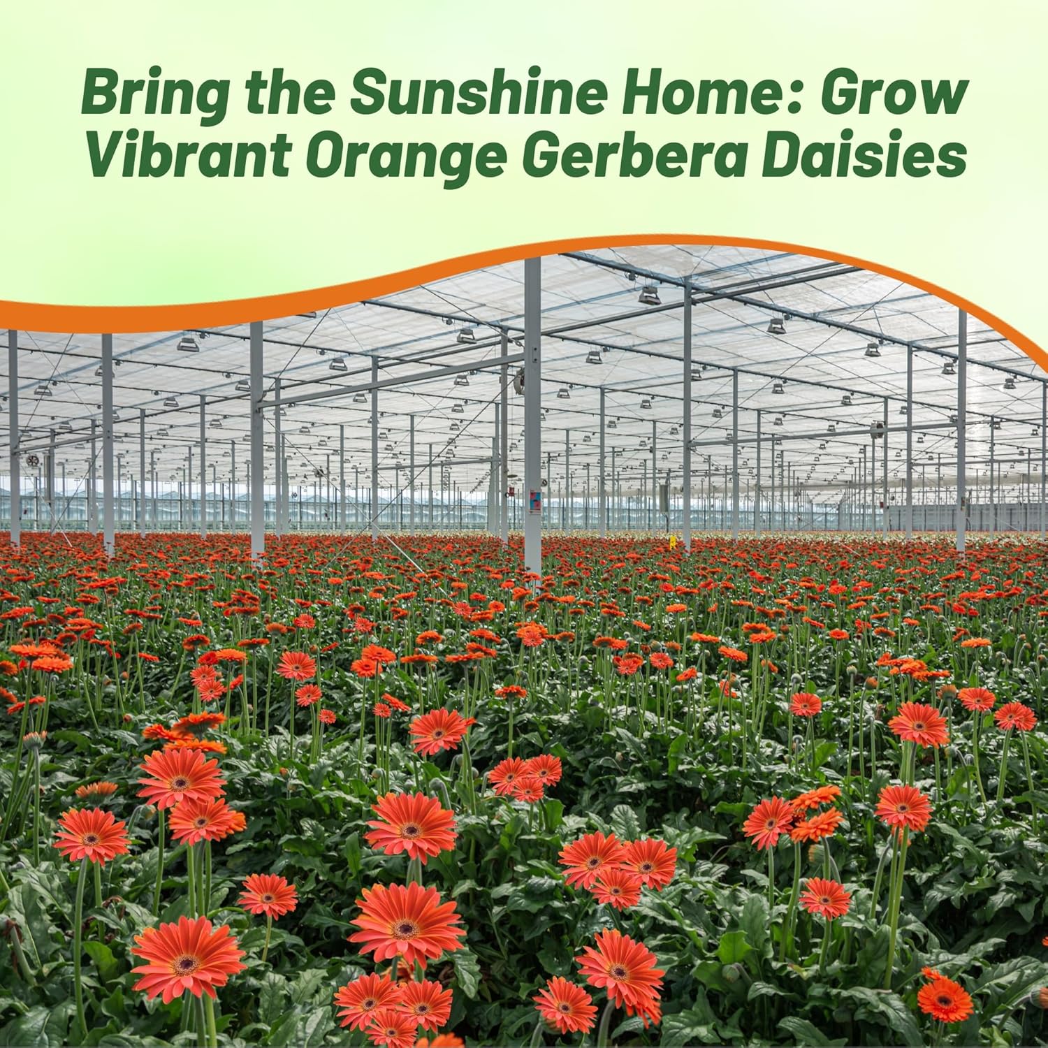 Gerbera Orange Flower Garden