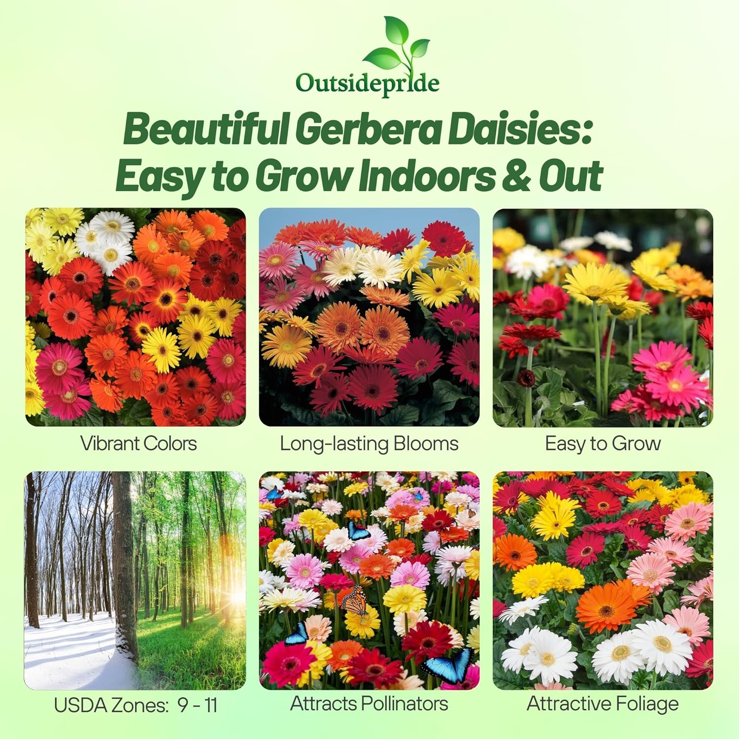 Gerbera Revolution Select Seed Mixture