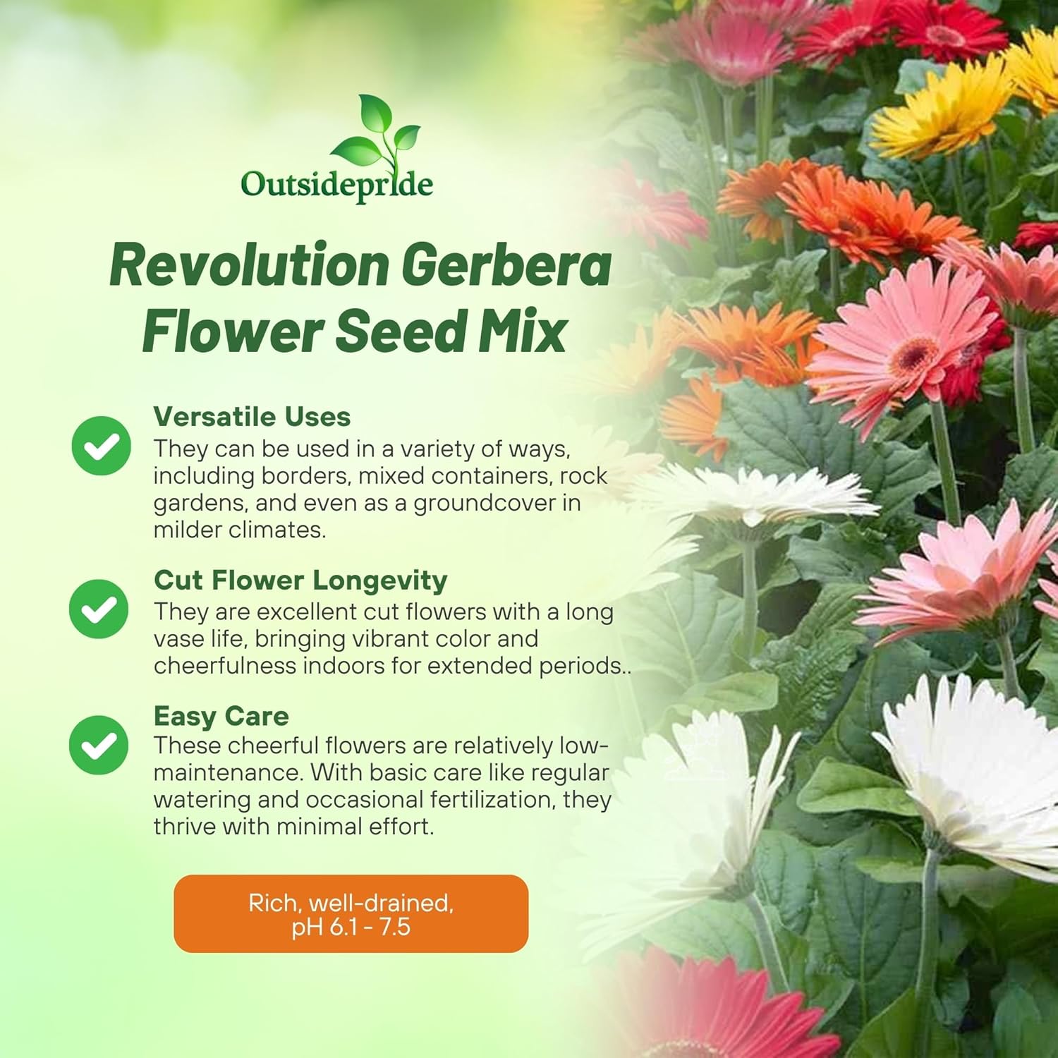 Gerbera Revolution Select Flowers
