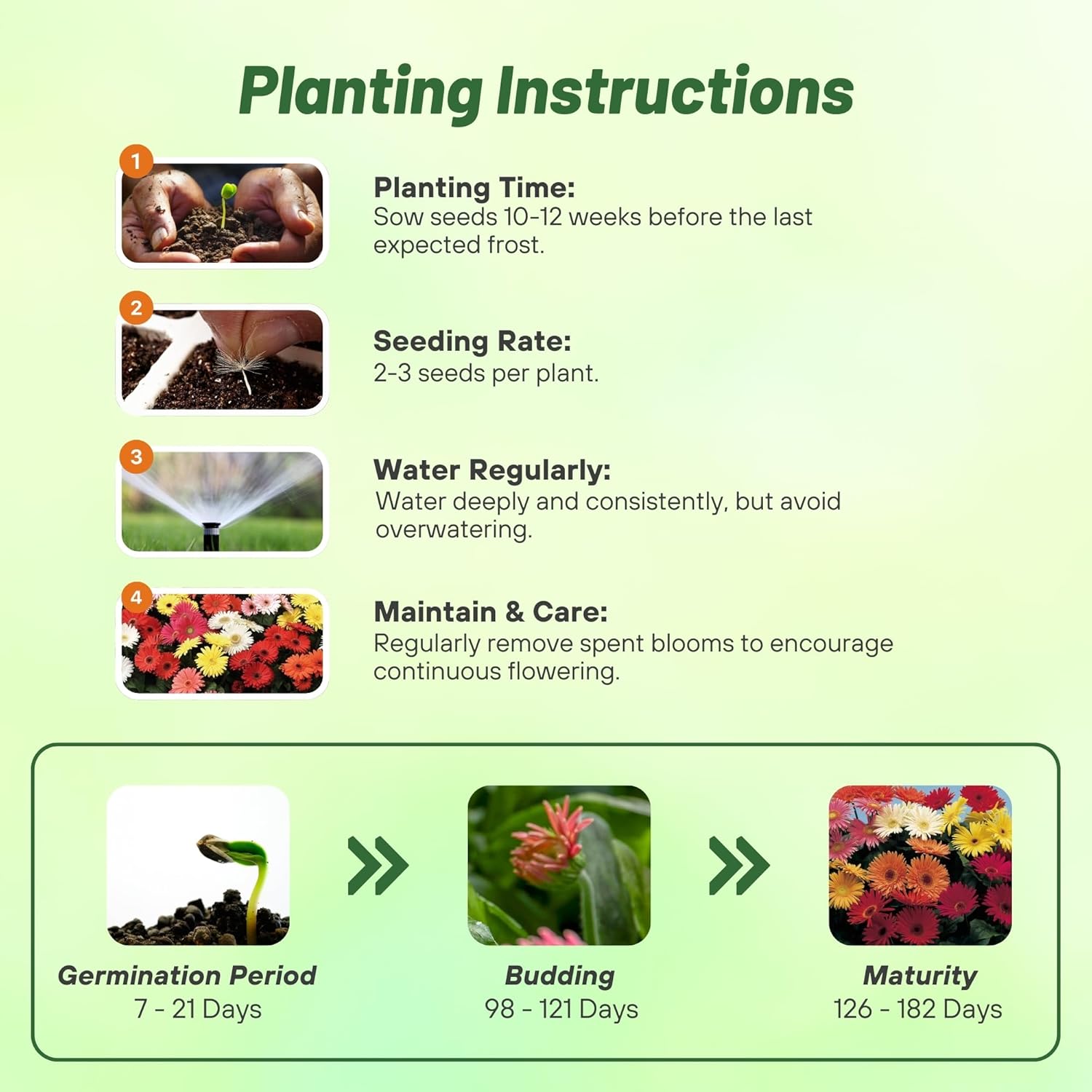 Gerbera Revolution Select Planting Directions