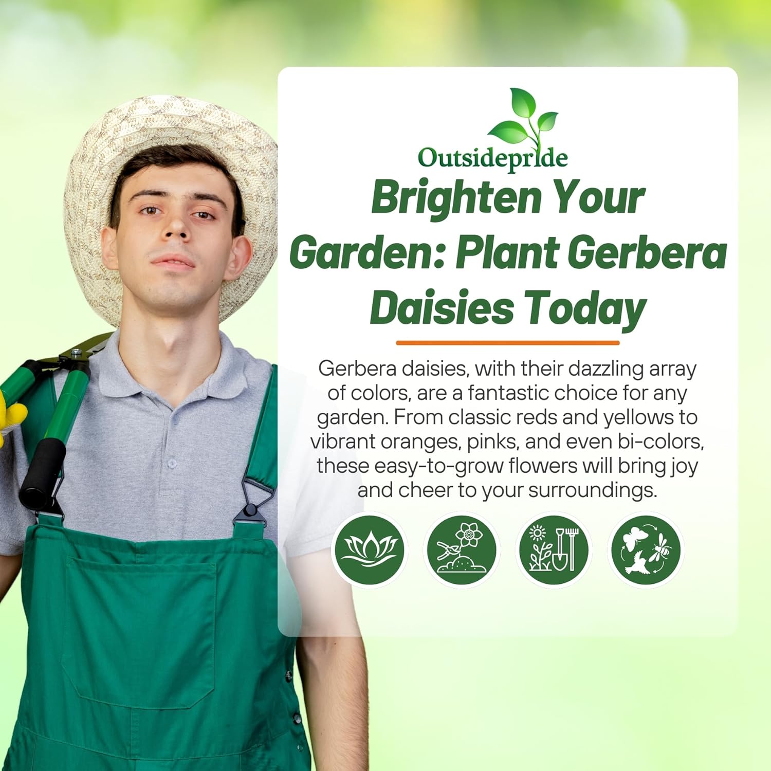 Gerbera Seledct Seed Mix