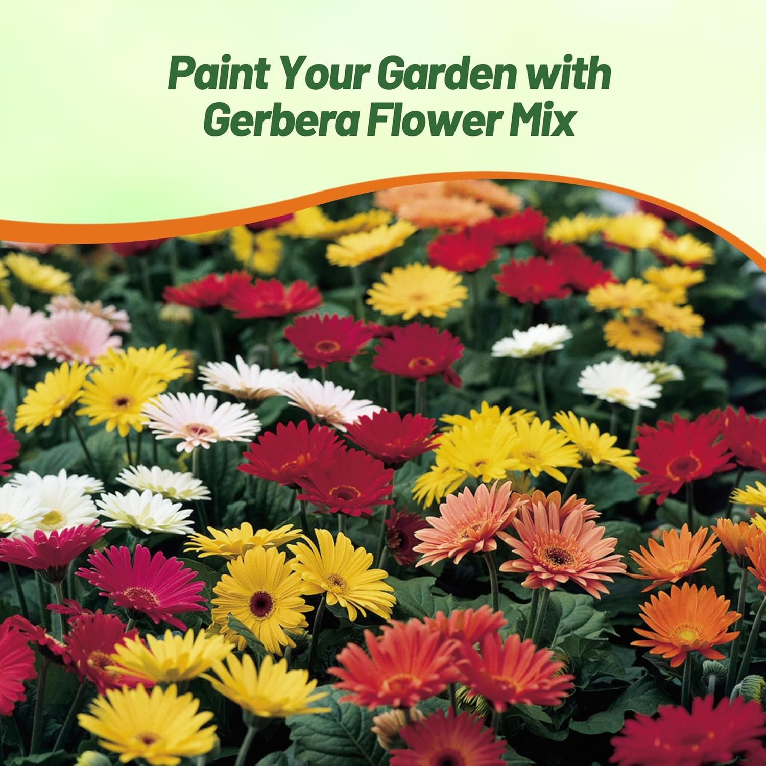 Gerbera Revolution Select Flower Garden