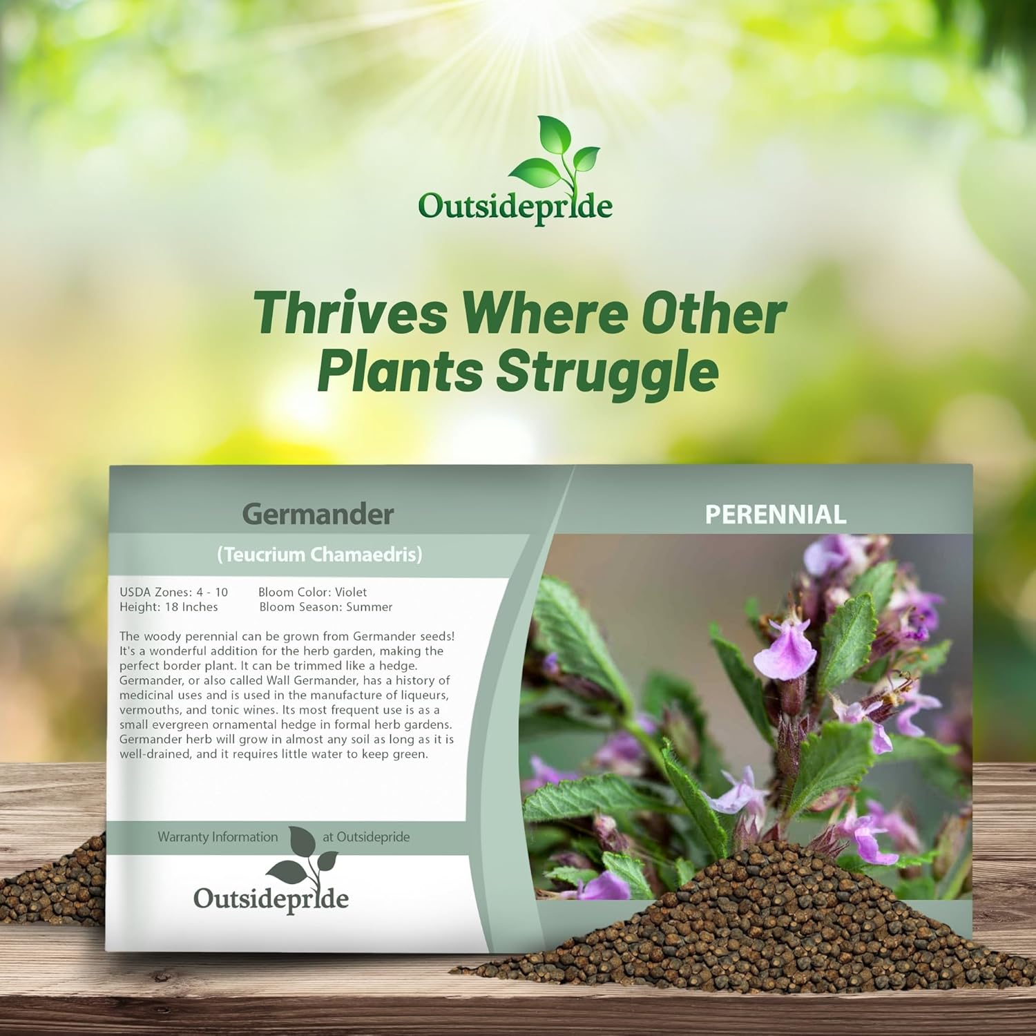 Germander Herb Seed Packet