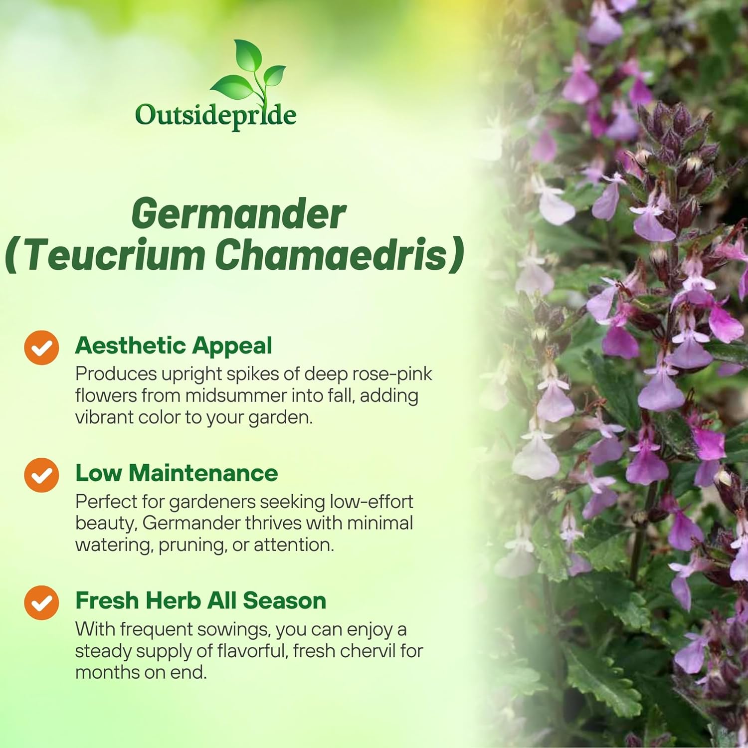Germander Herb Garden Plant