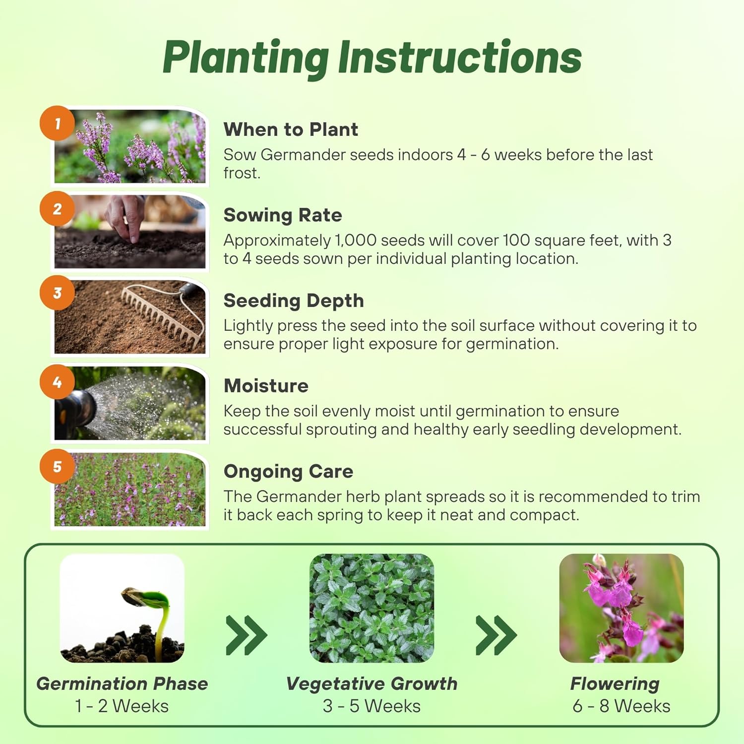 Germander Herb Seed Planting Directions