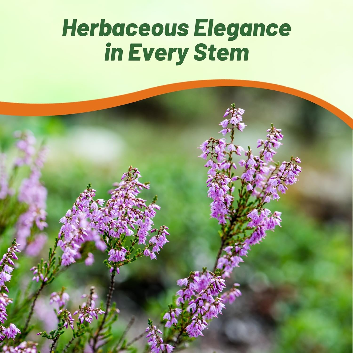 Germander Herb Garden Border Plants
