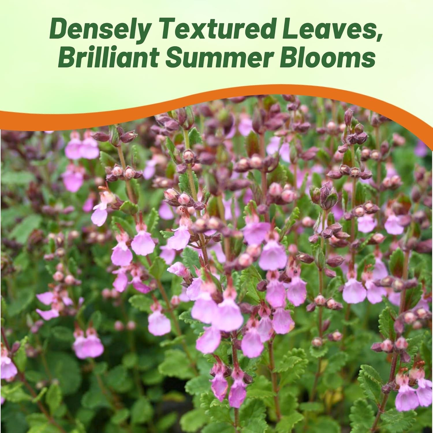Germander Small Evergreen Hedge Plants