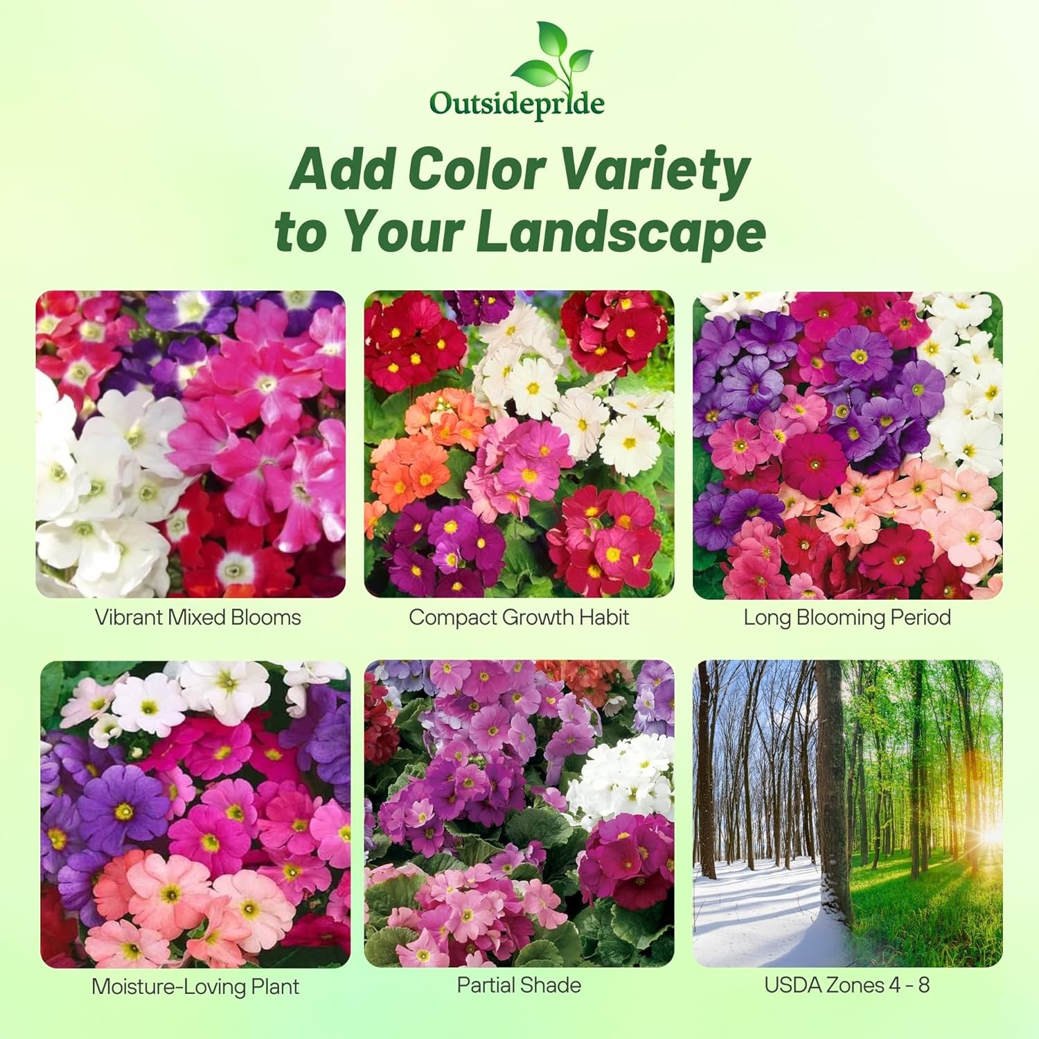 German Primrose Obconica Libre Flower Mix