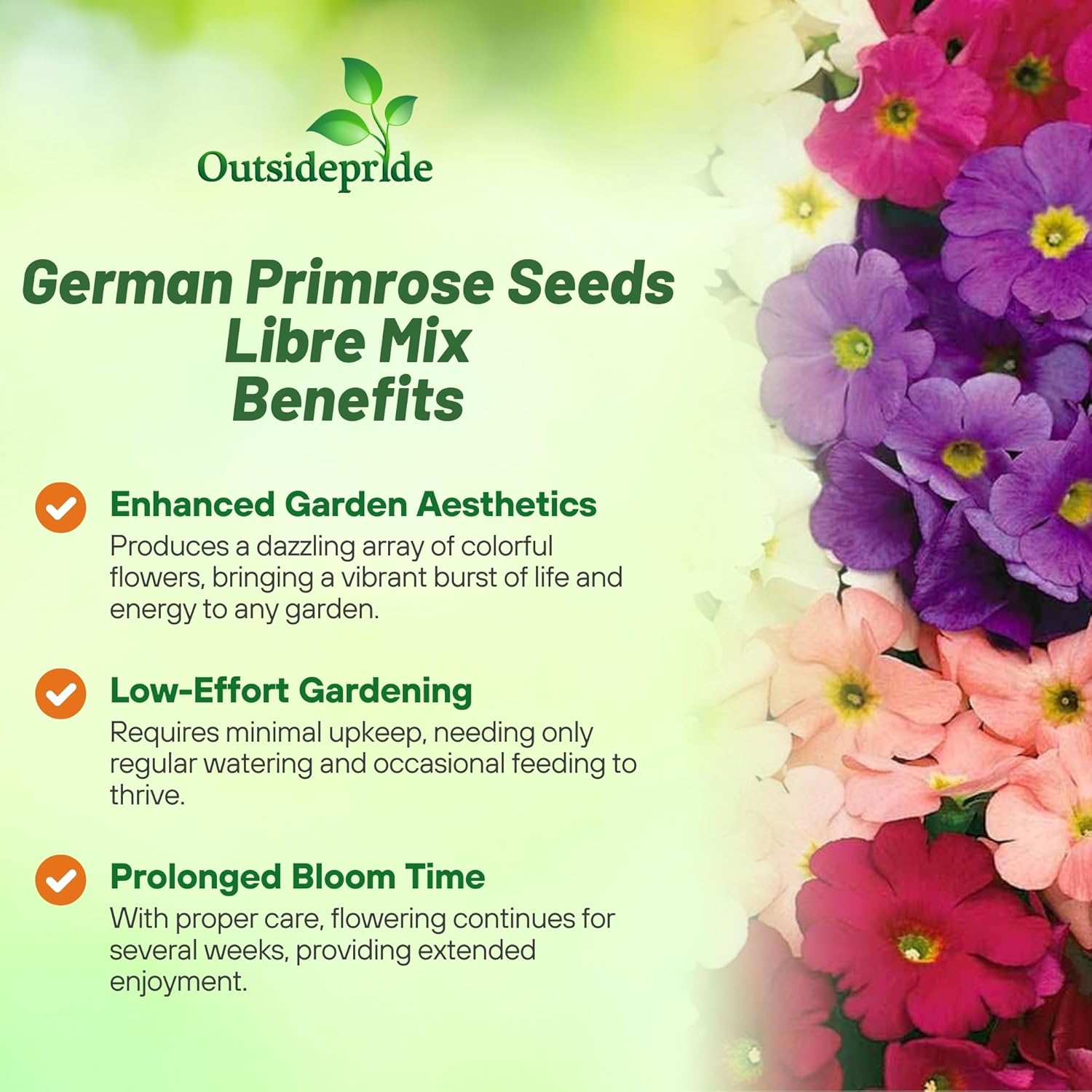 Primrose Obconica Libre Flower Seed Mix