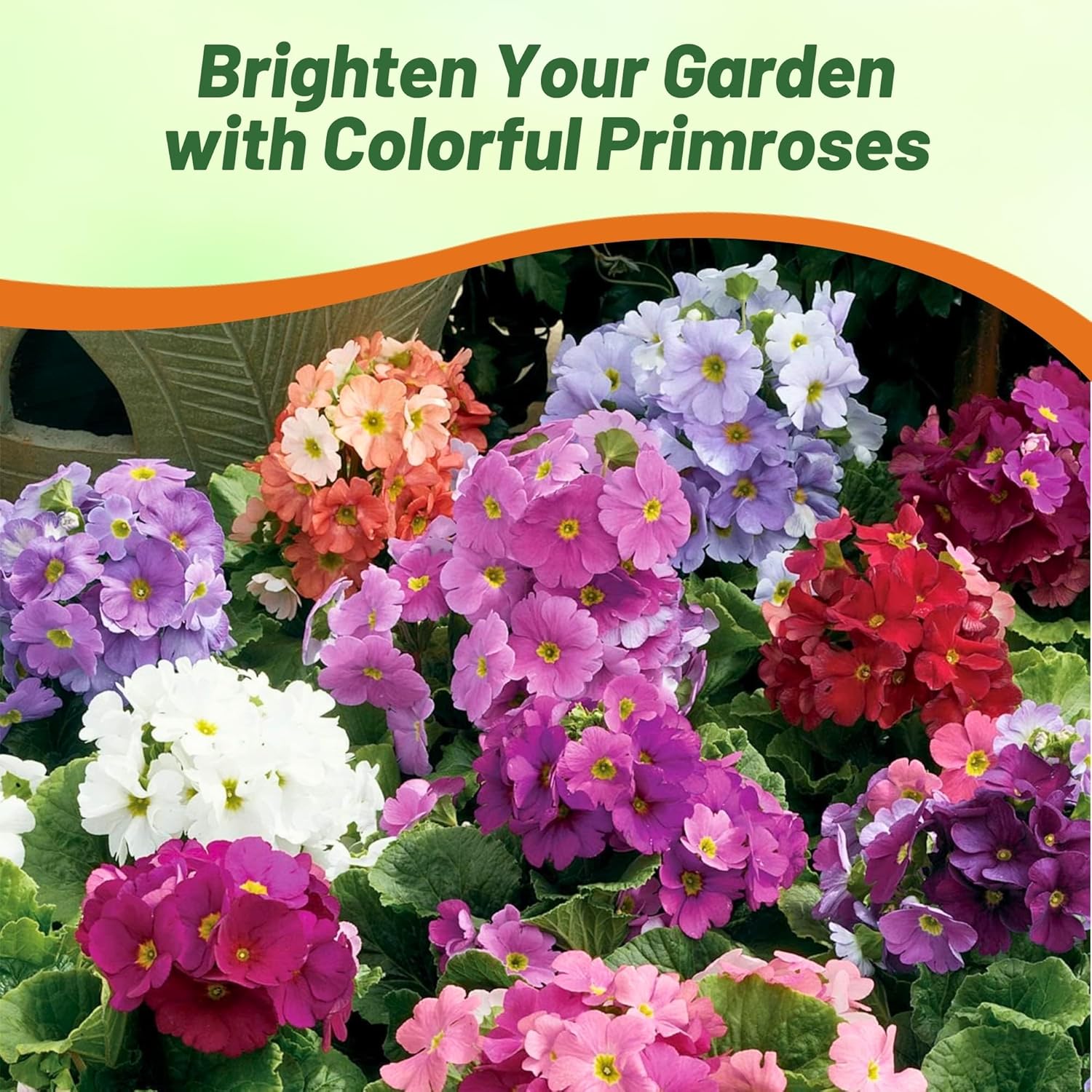 Common Primrose Libre Flower Garden