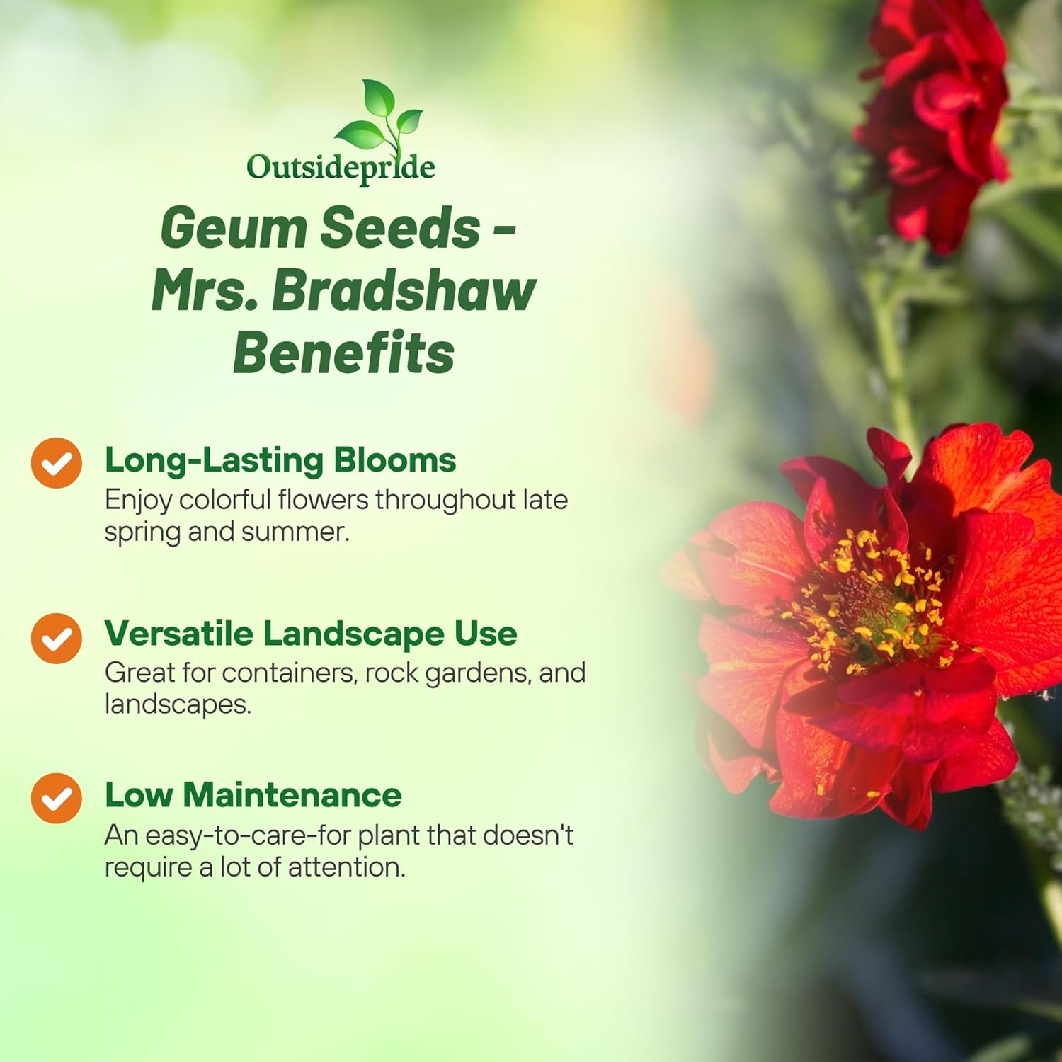 Geum Mrs. Bradshaw Beds & Borders Flowers