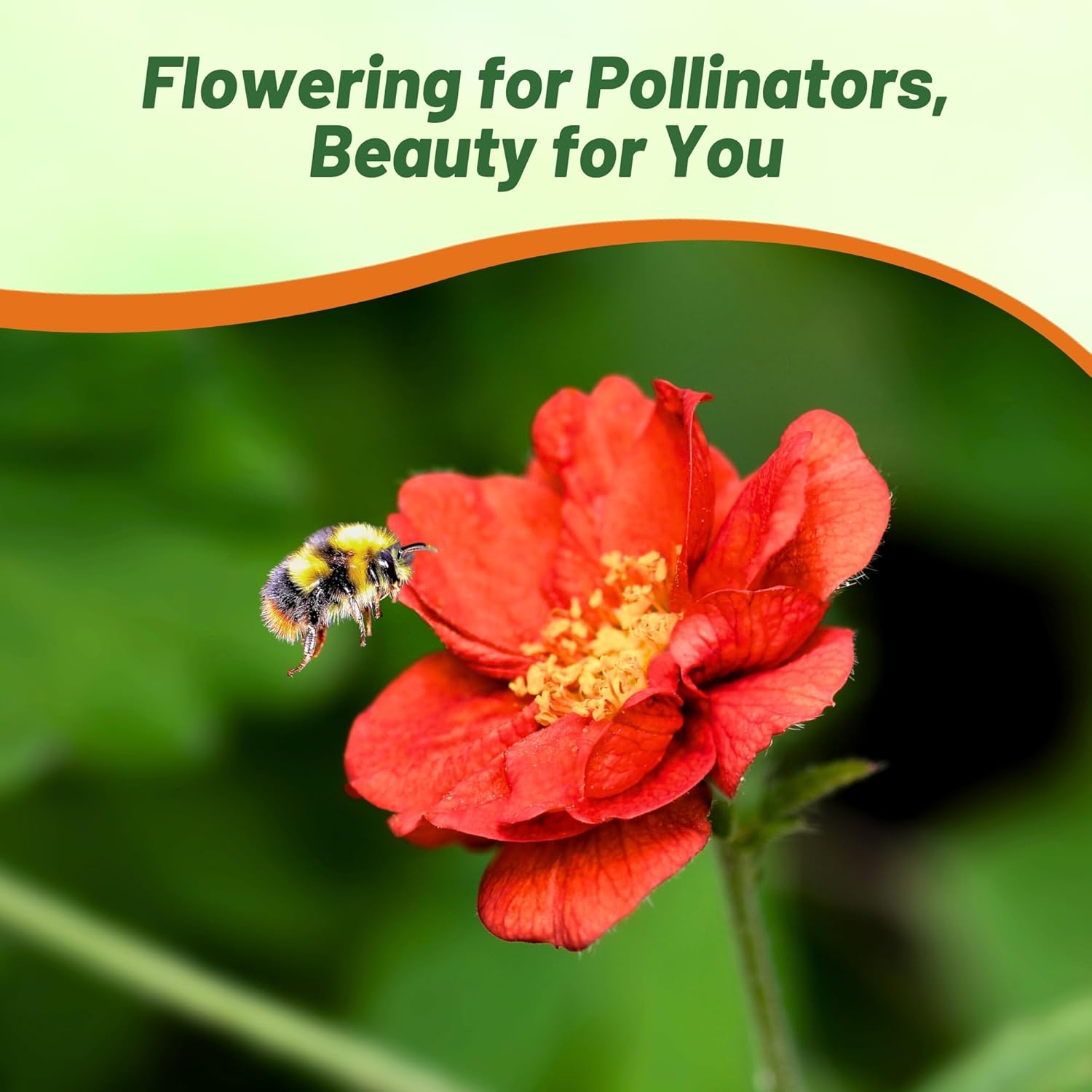 Geum Mrs. Bradshaw Pollinating Flowers