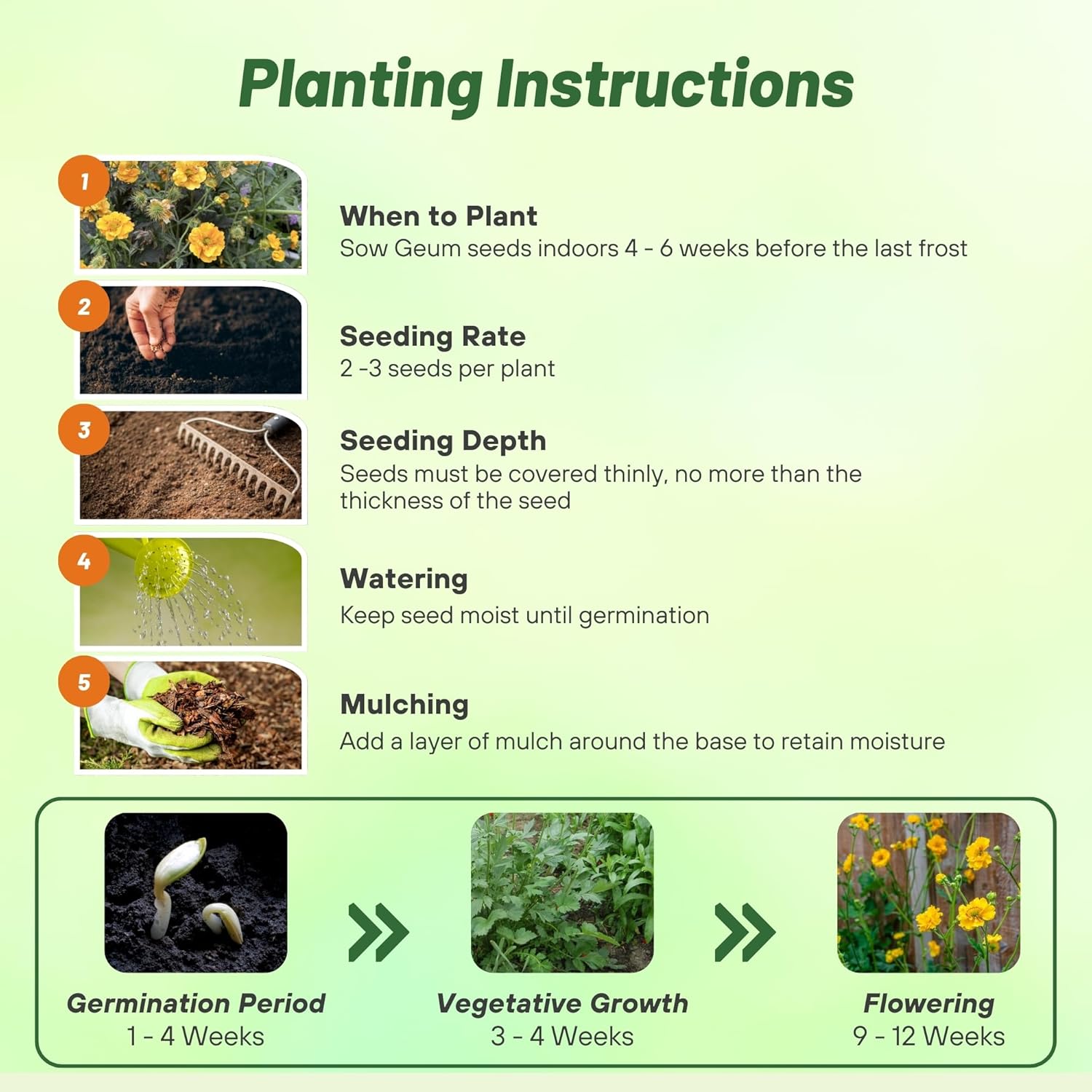 Geum Lady Stratheden Flower Seed Planting Directions