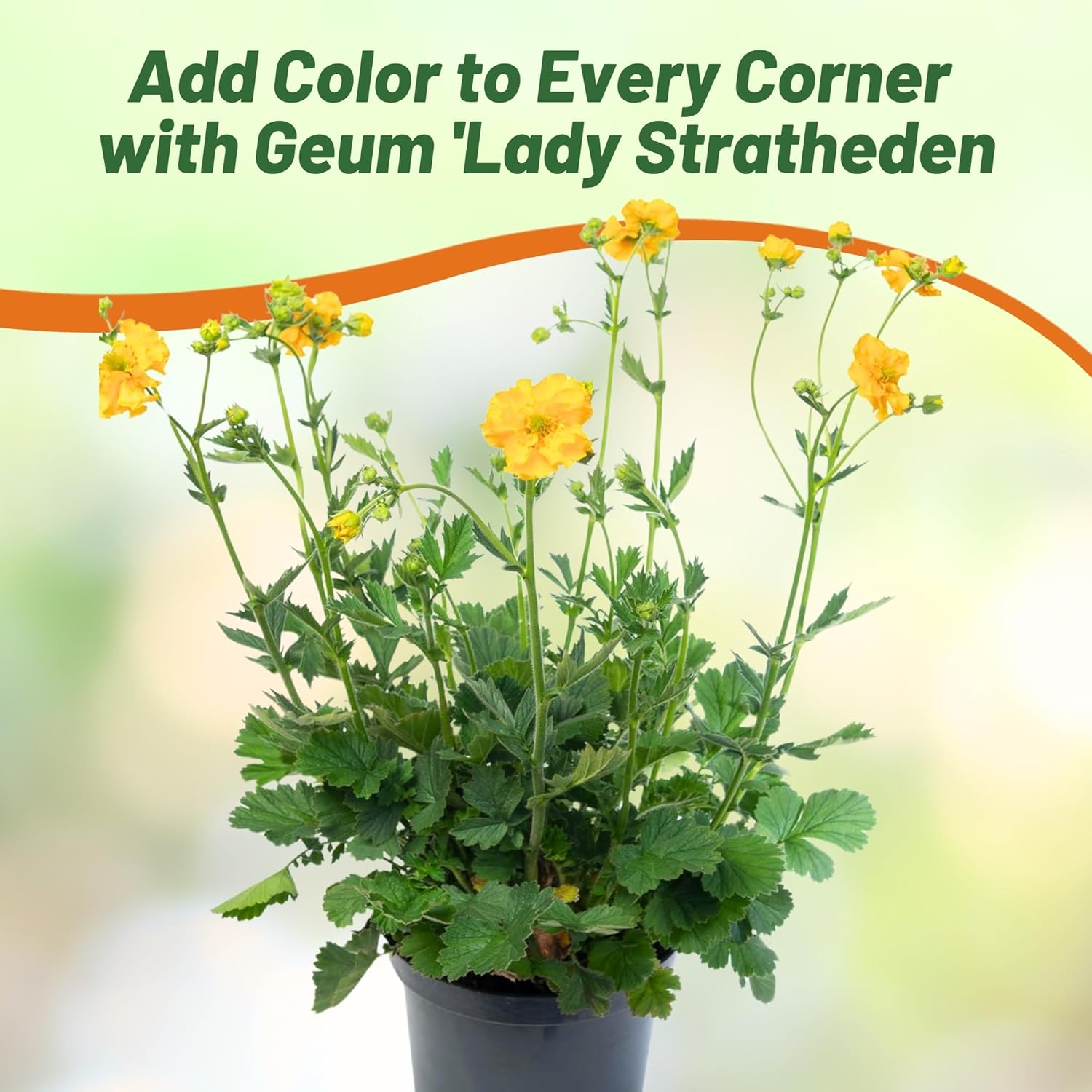 Geum Lady Stratheden Yellow Cut Flowers