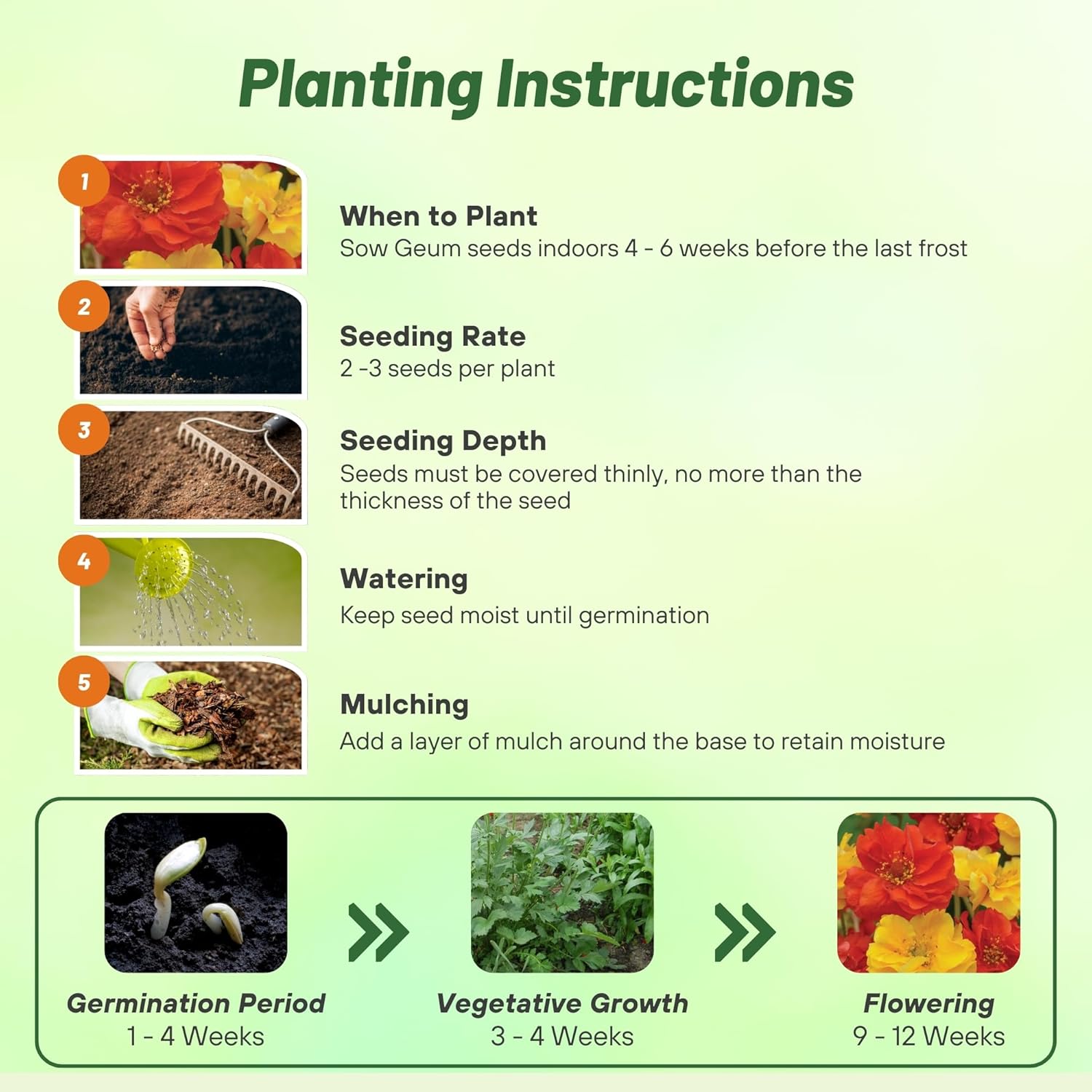 Geum Sunbeam Flower Seed Planting Directions