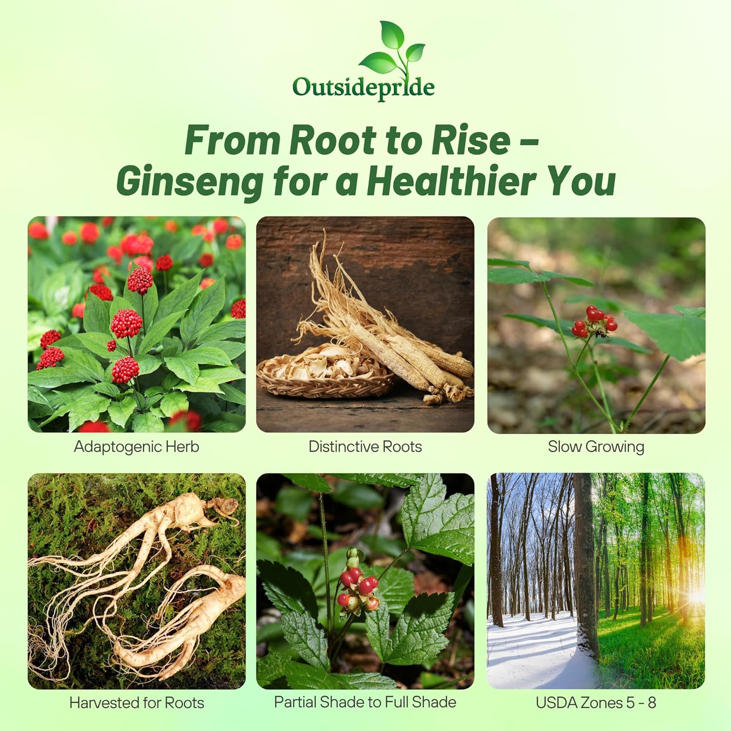 Ginseng Herb Plants