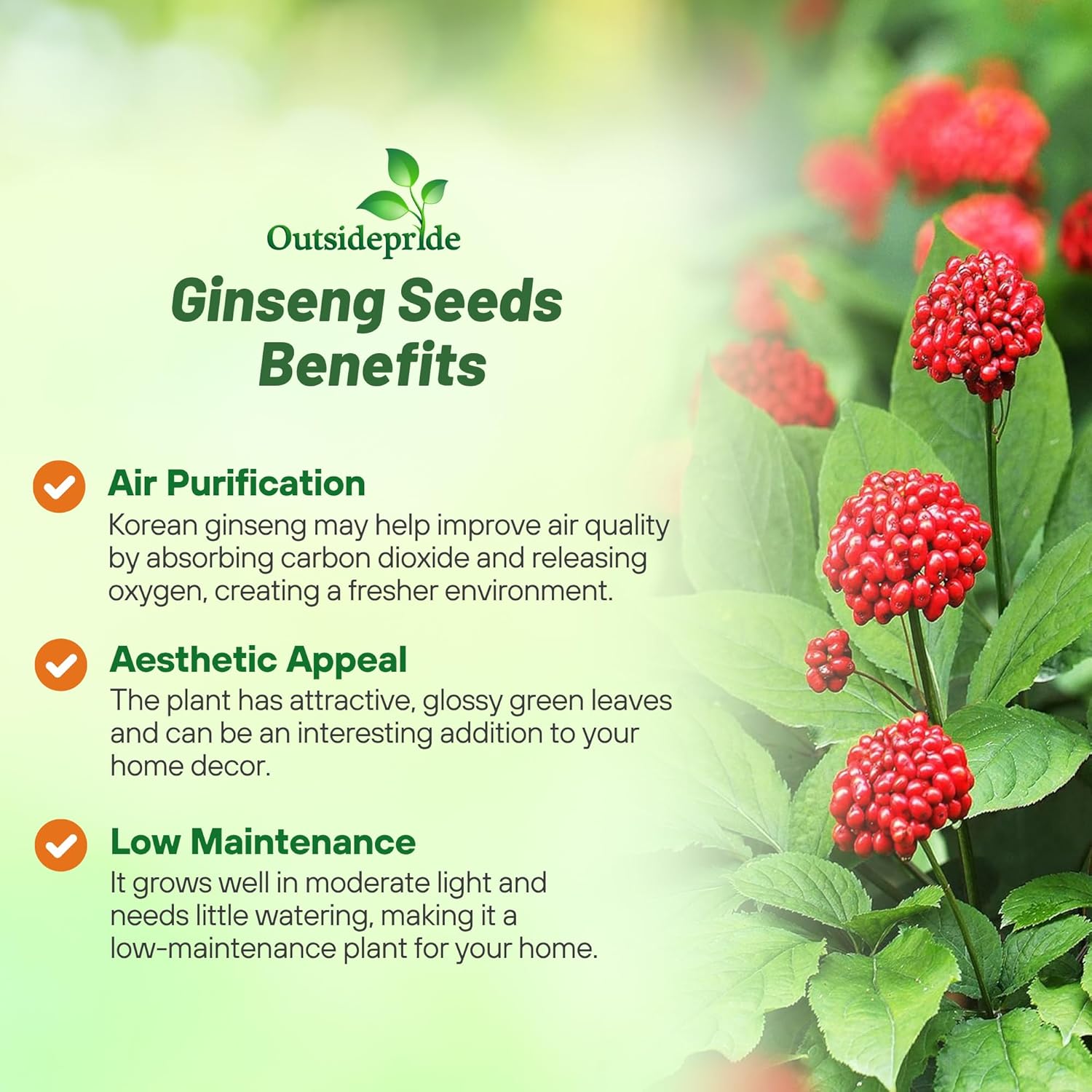 Asian Ginseng Herb Garden