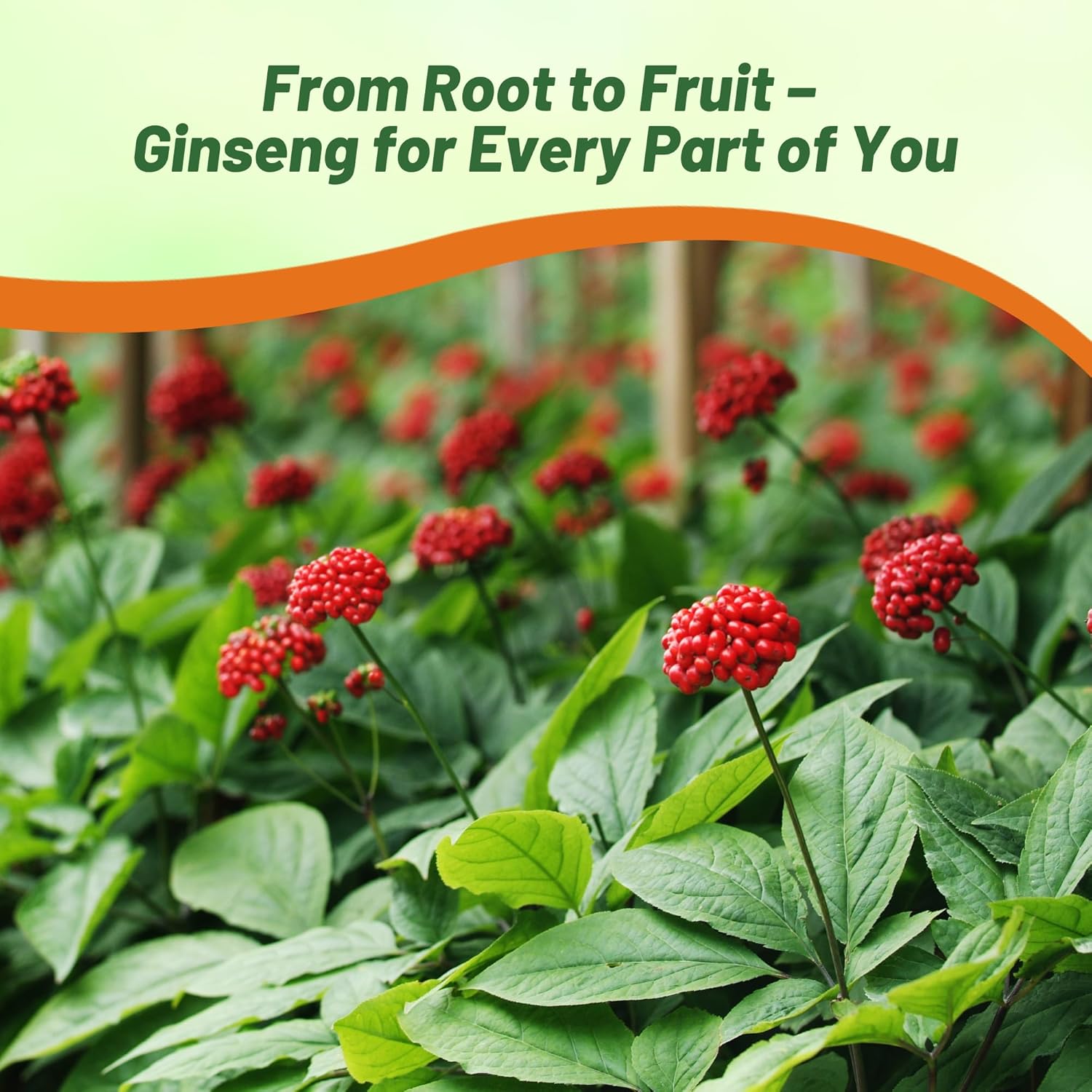 Chinese Ginseng Container Plant