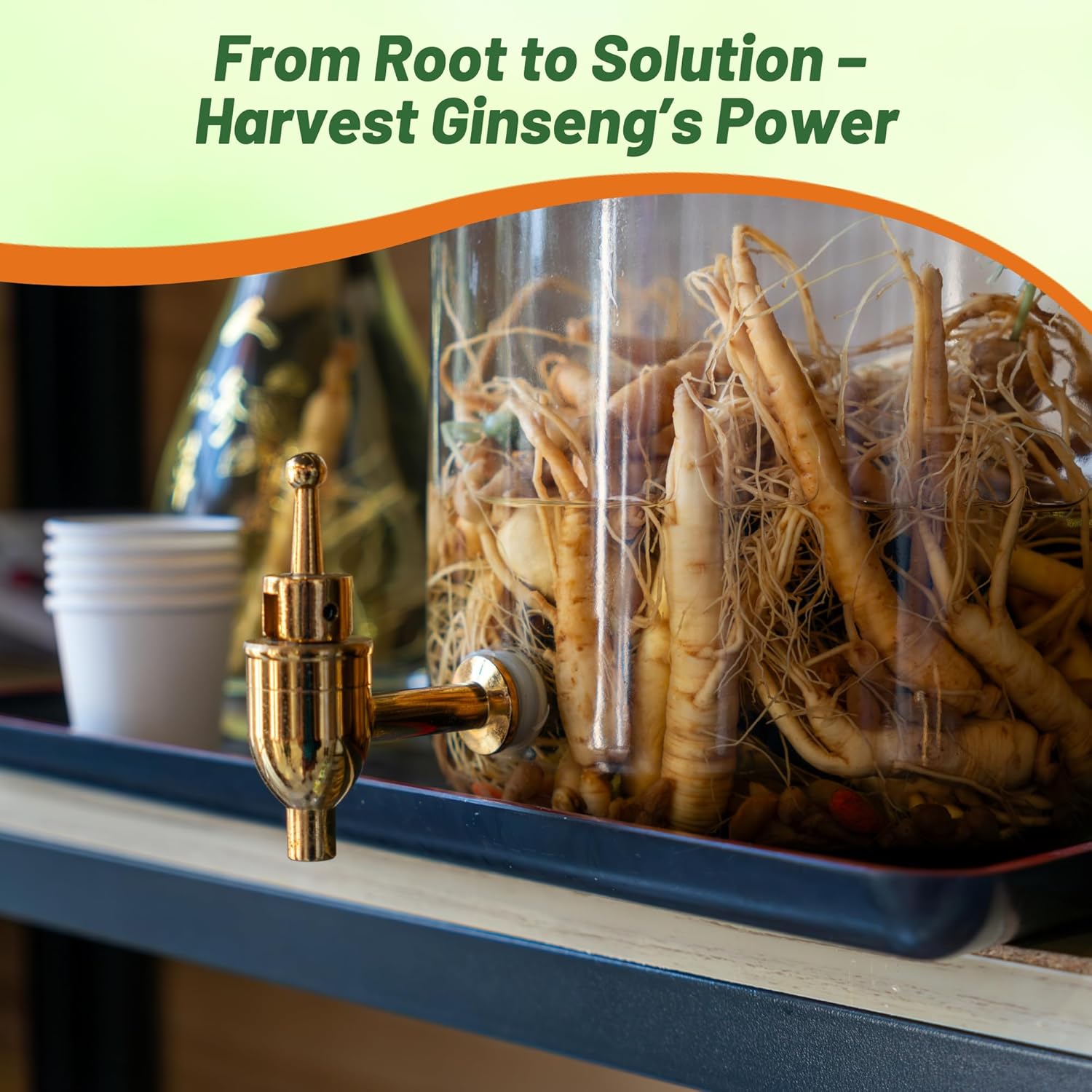 Korean Ginseng Herb Garden