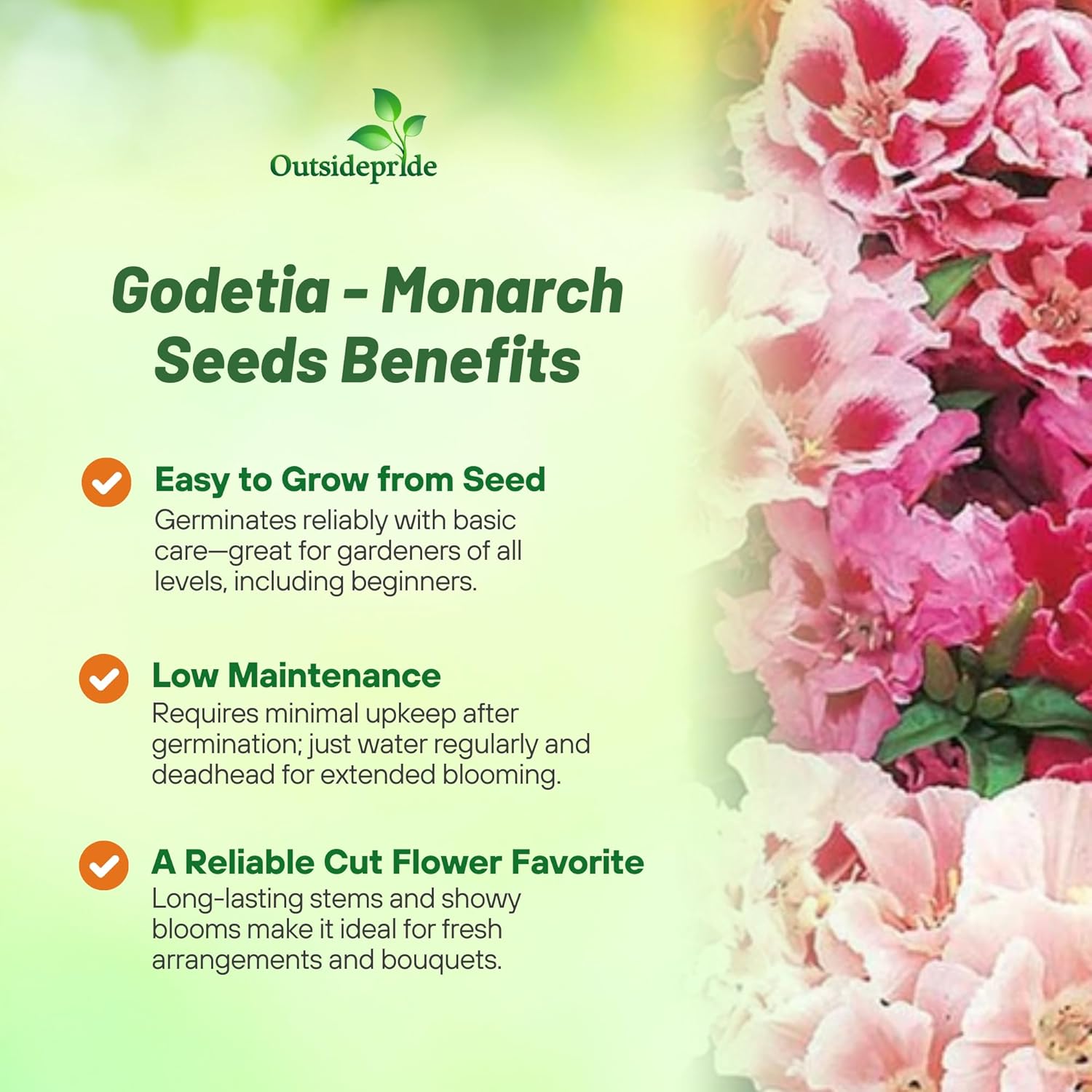 Godetia Monarch Flower Garden
