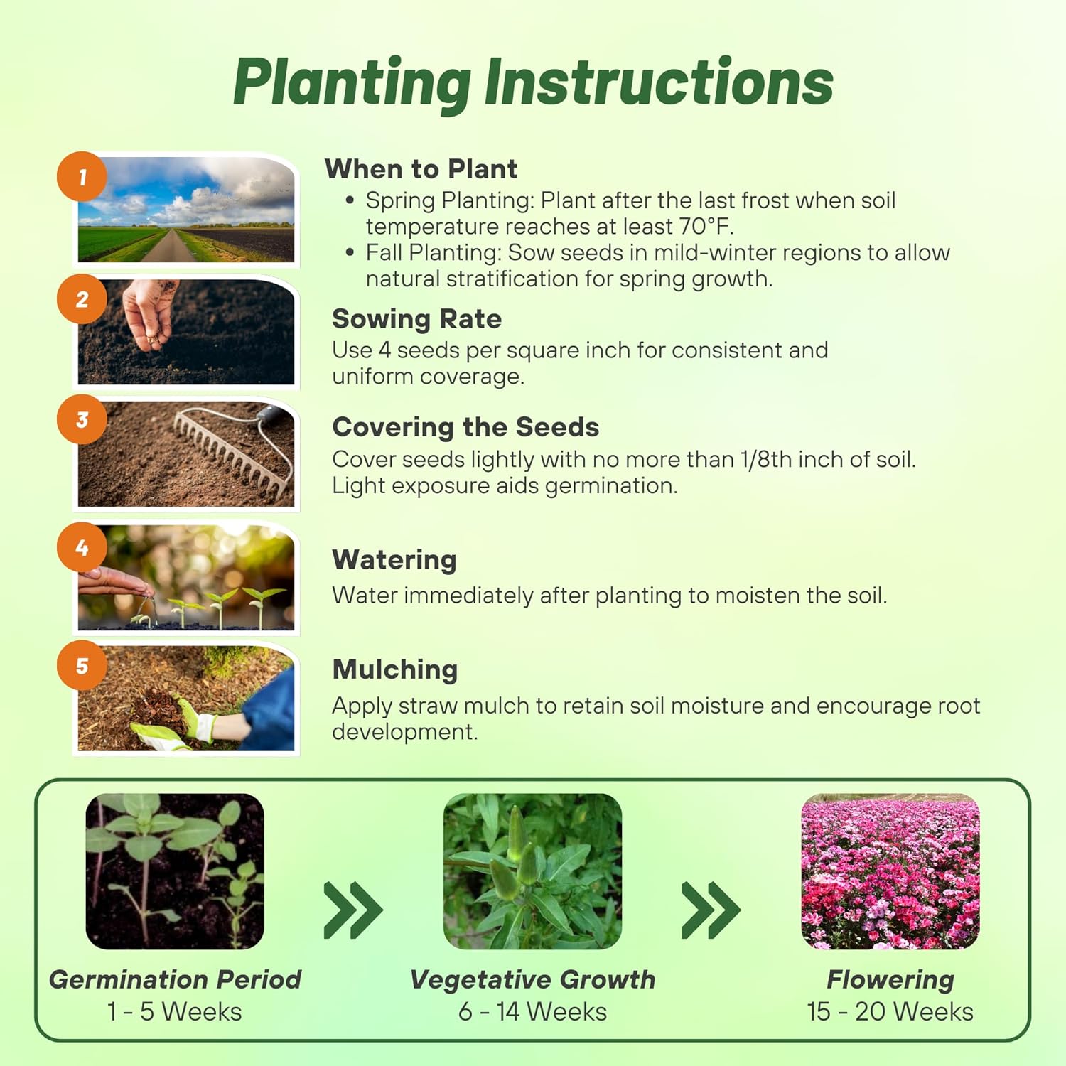 Godetia Monarch Flower Seed Planting Directions