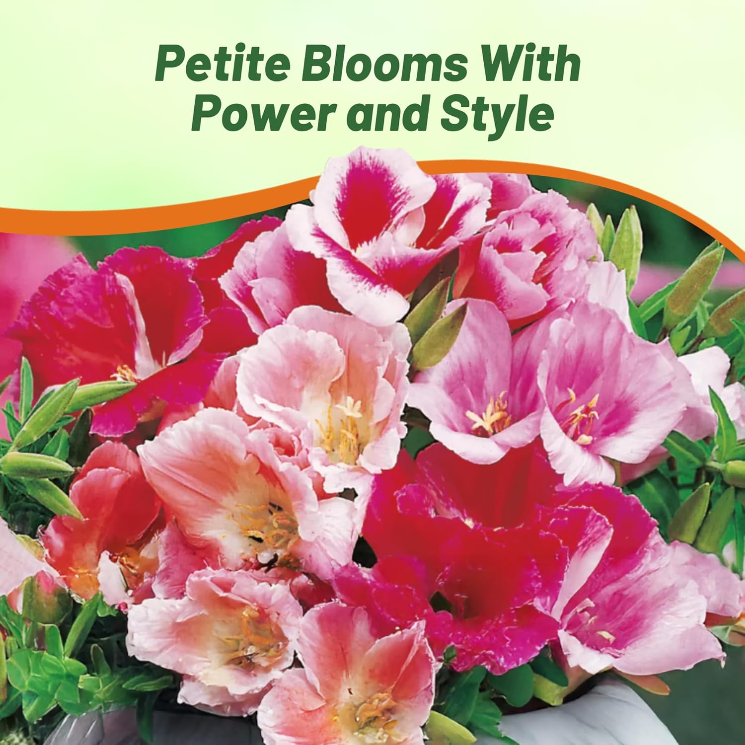 Godetia Monarch Cut Flower Plant