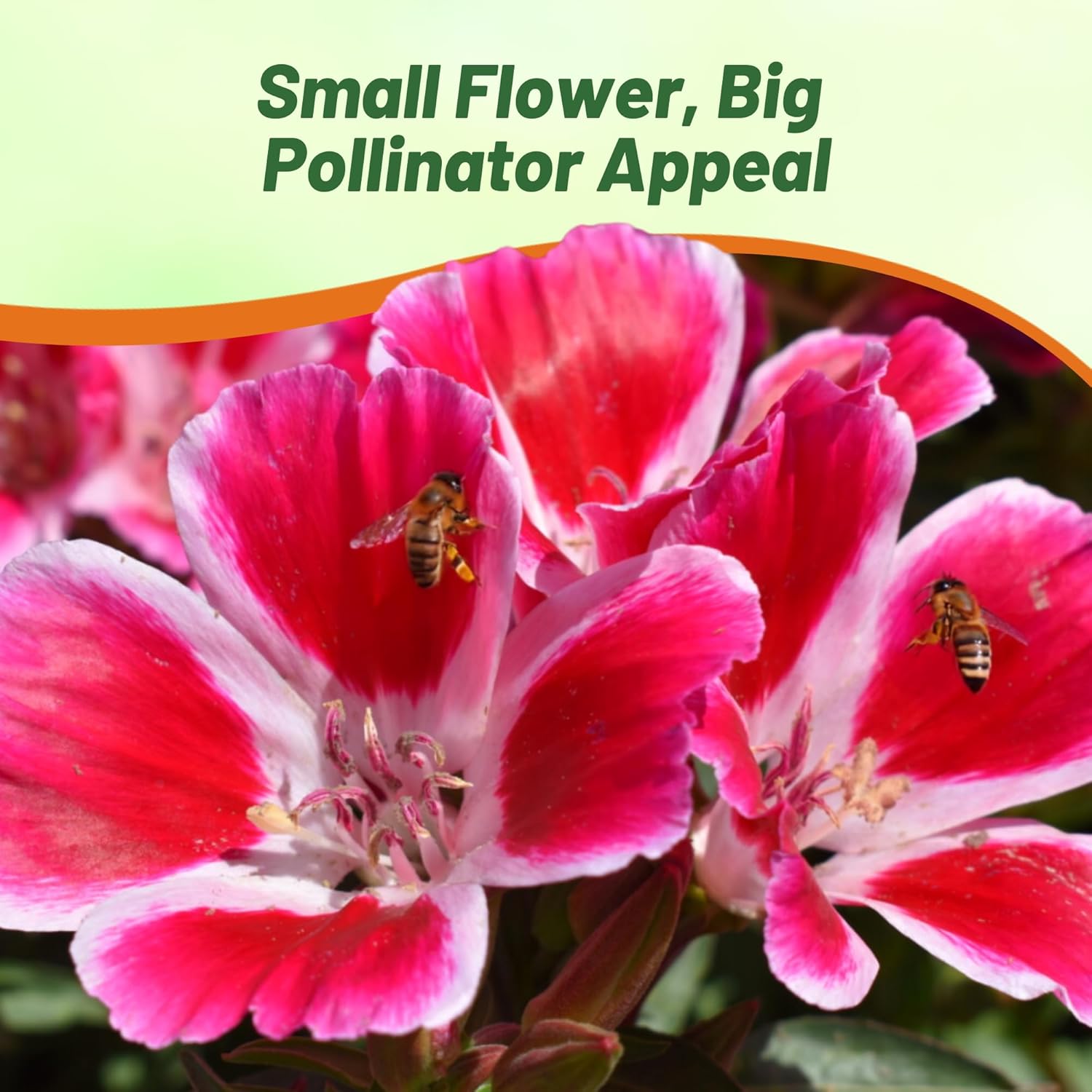 Godetia Monarch Pollinating Flower Garden