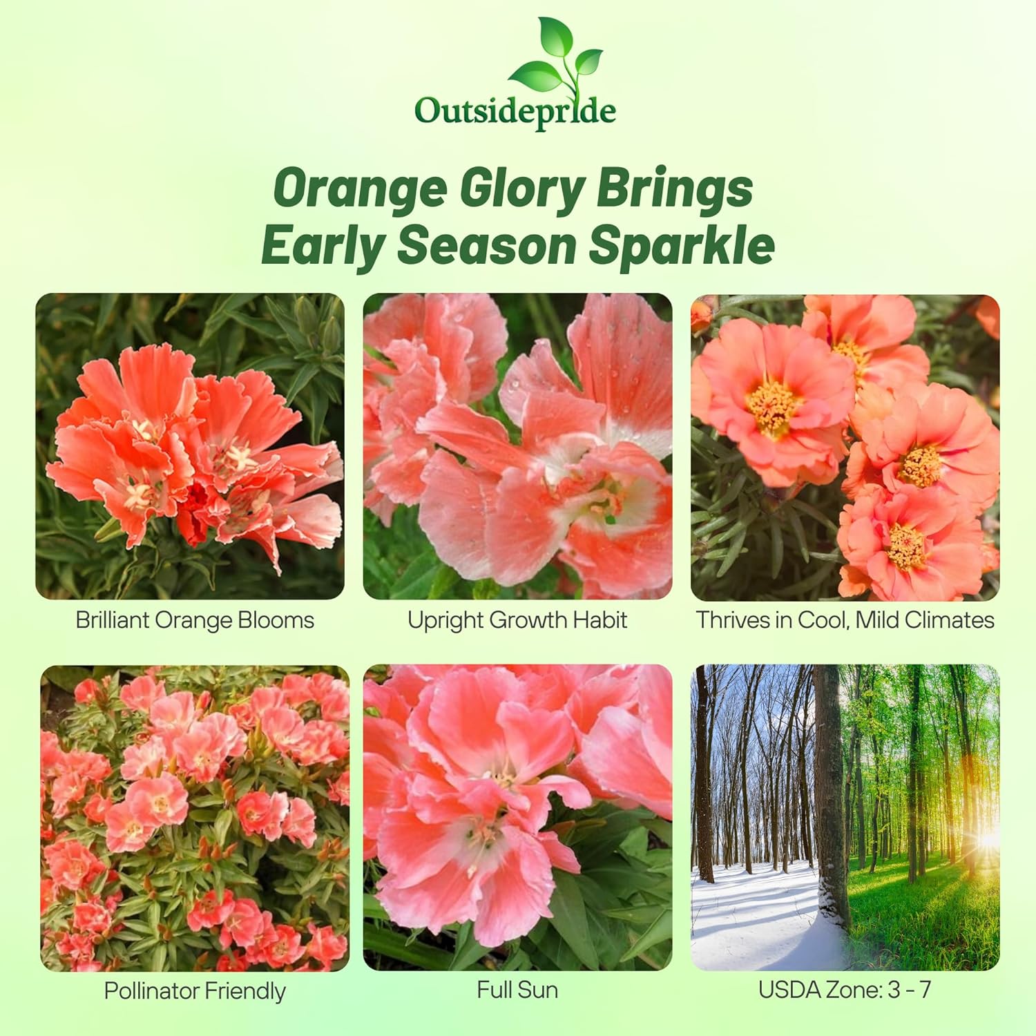 Godetia Grandiflora Azaelaflora Orange Glory