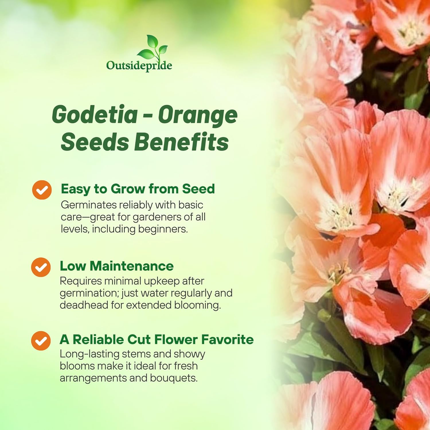 Godetia Orange Flower Garden