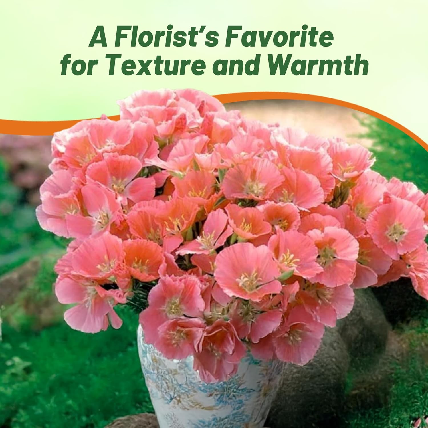 Godetia Orange Cut Flower Plant