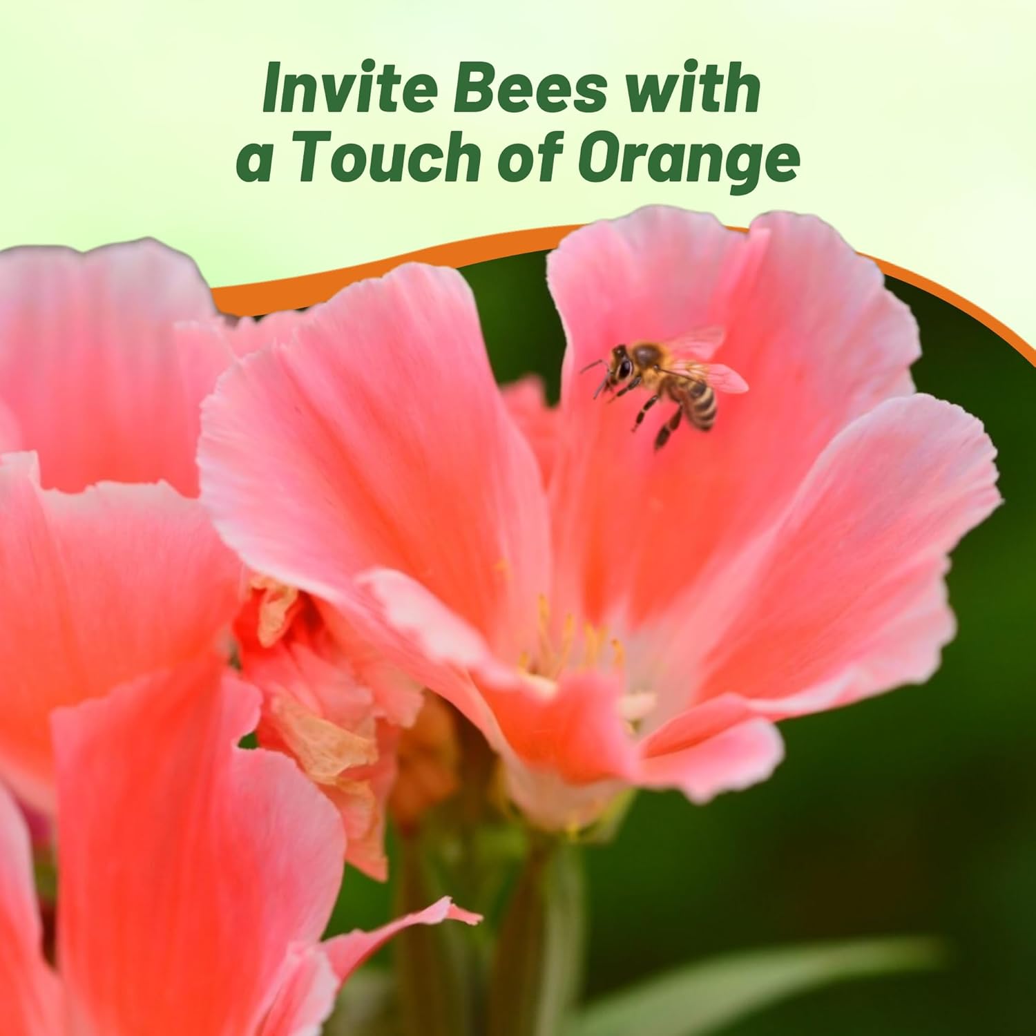 Godetia Orange Pollinating Flower Garden