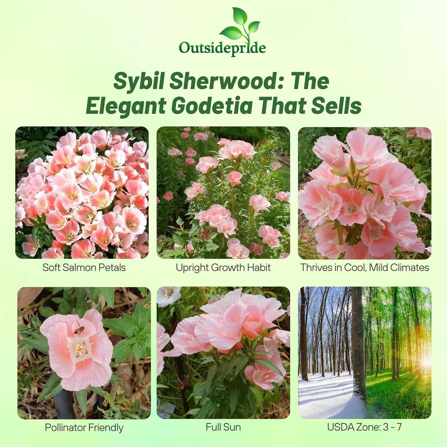 Godetia Grandiflora Azaelaflora Sybil Sherwood