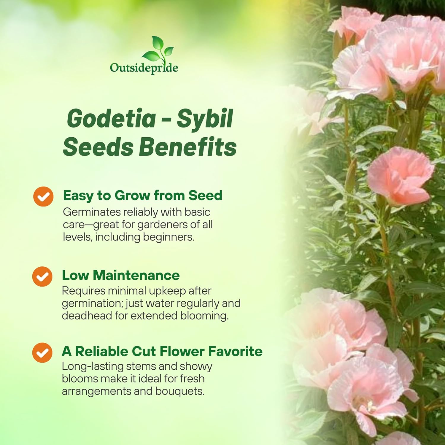 Godetia Sybil Flower Garden