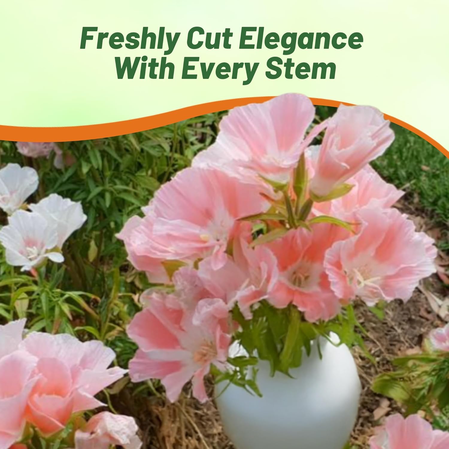 Godetia Sybil Cut Flower Plant