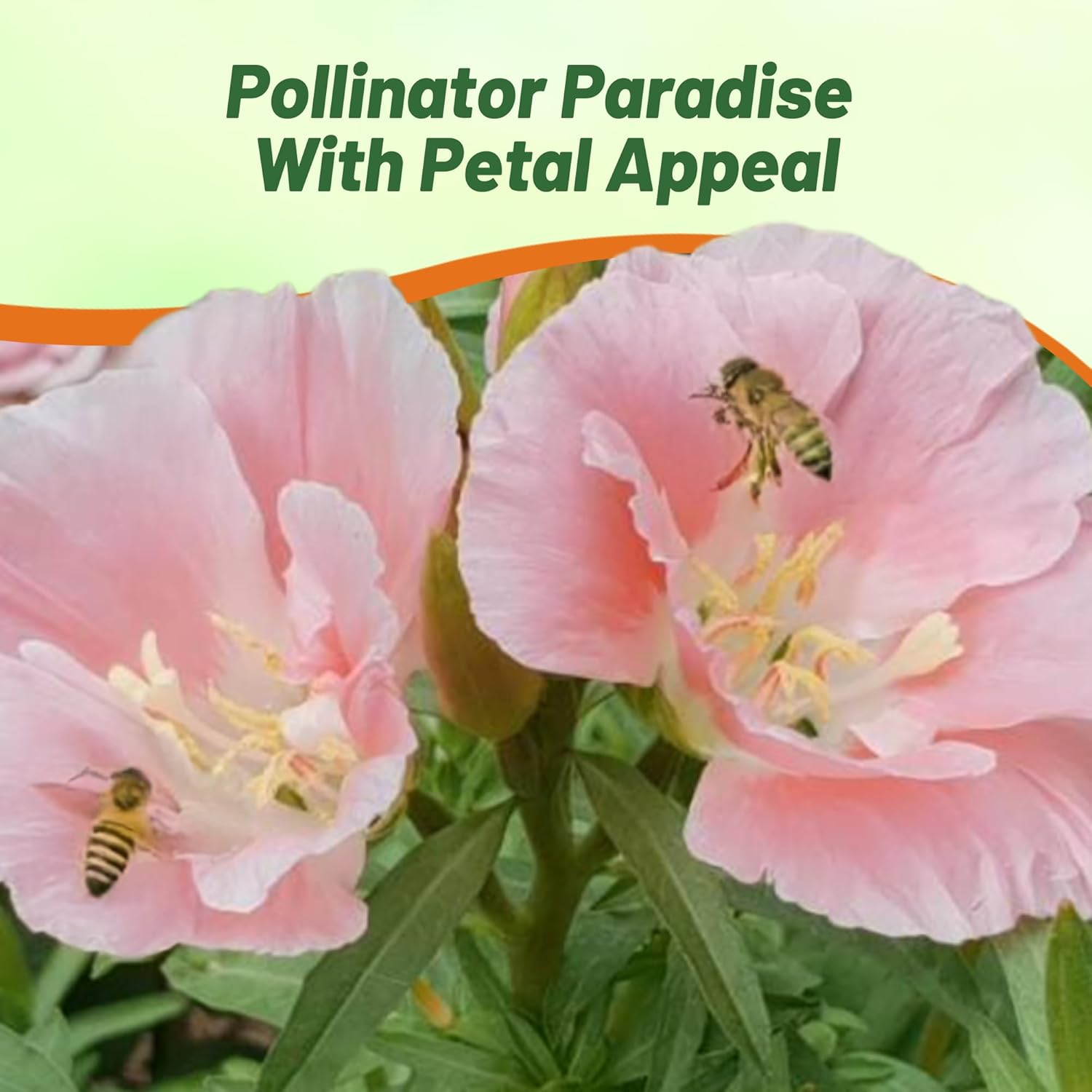 Godetia Sybil Pollinating Flower Garden
