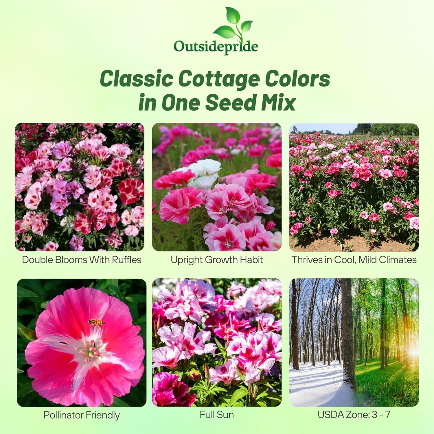 Godetia Grandiflora Tall Double Mix
