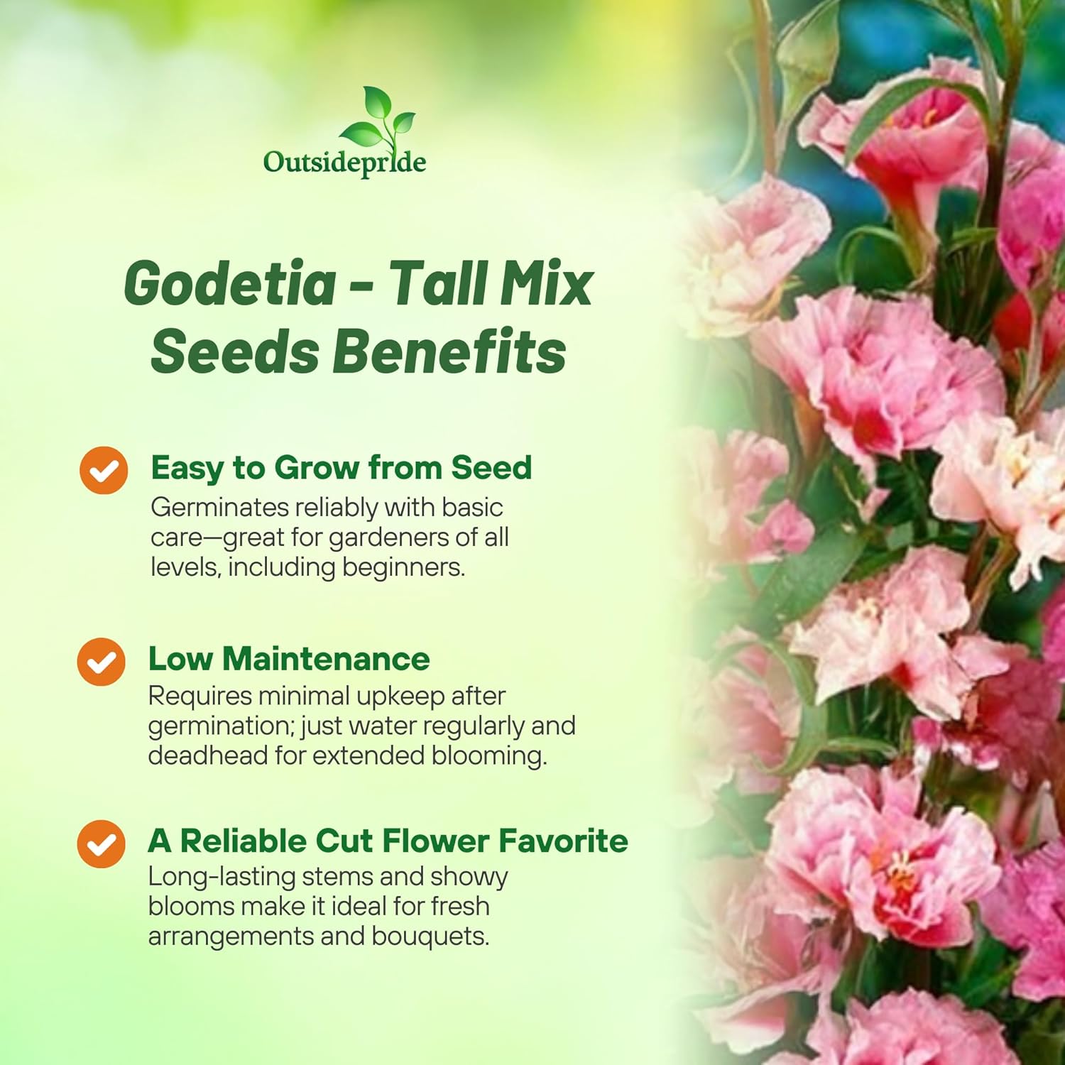 Godetia Tall Flower Garden Mix