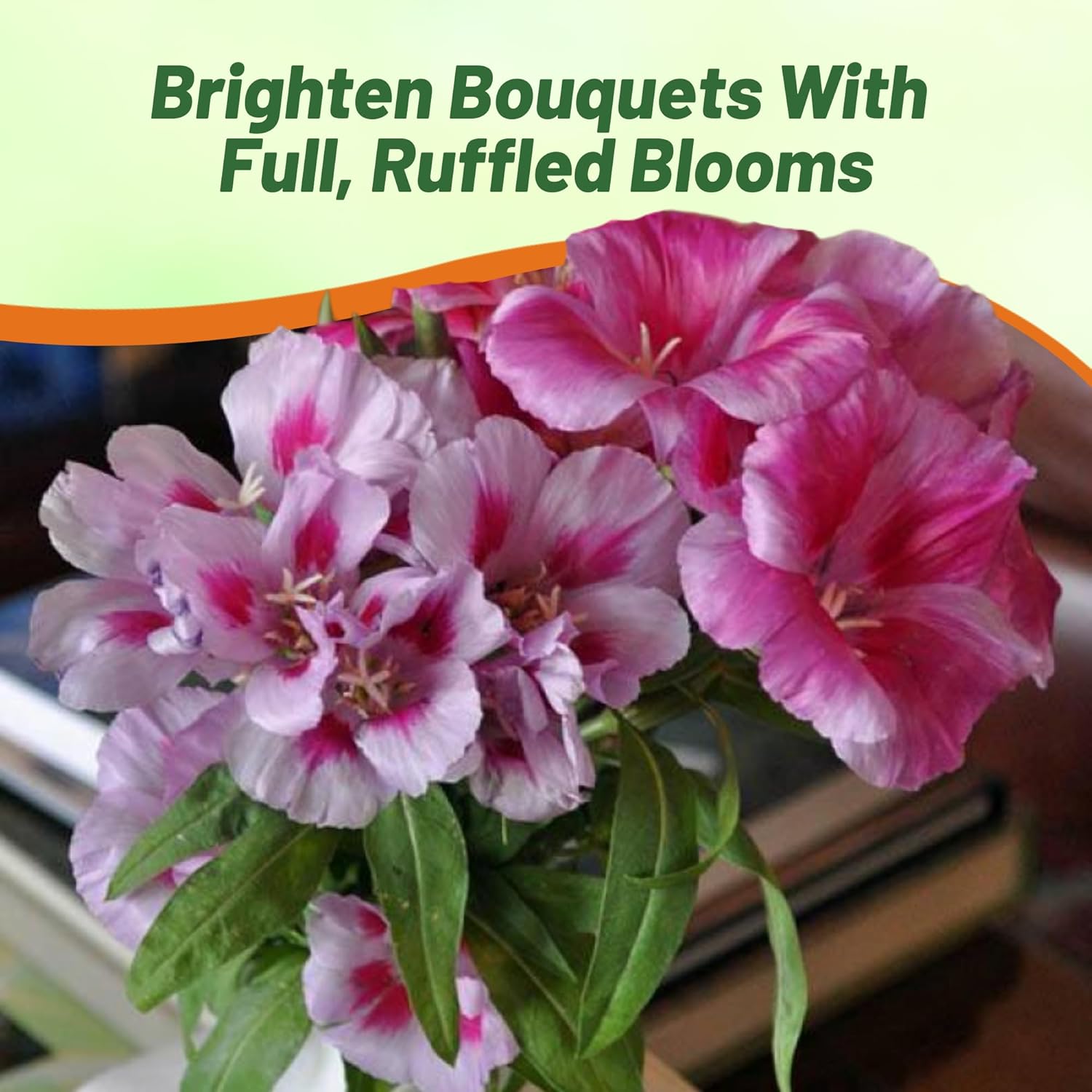 Godetia Tall Cut Flower Mix
