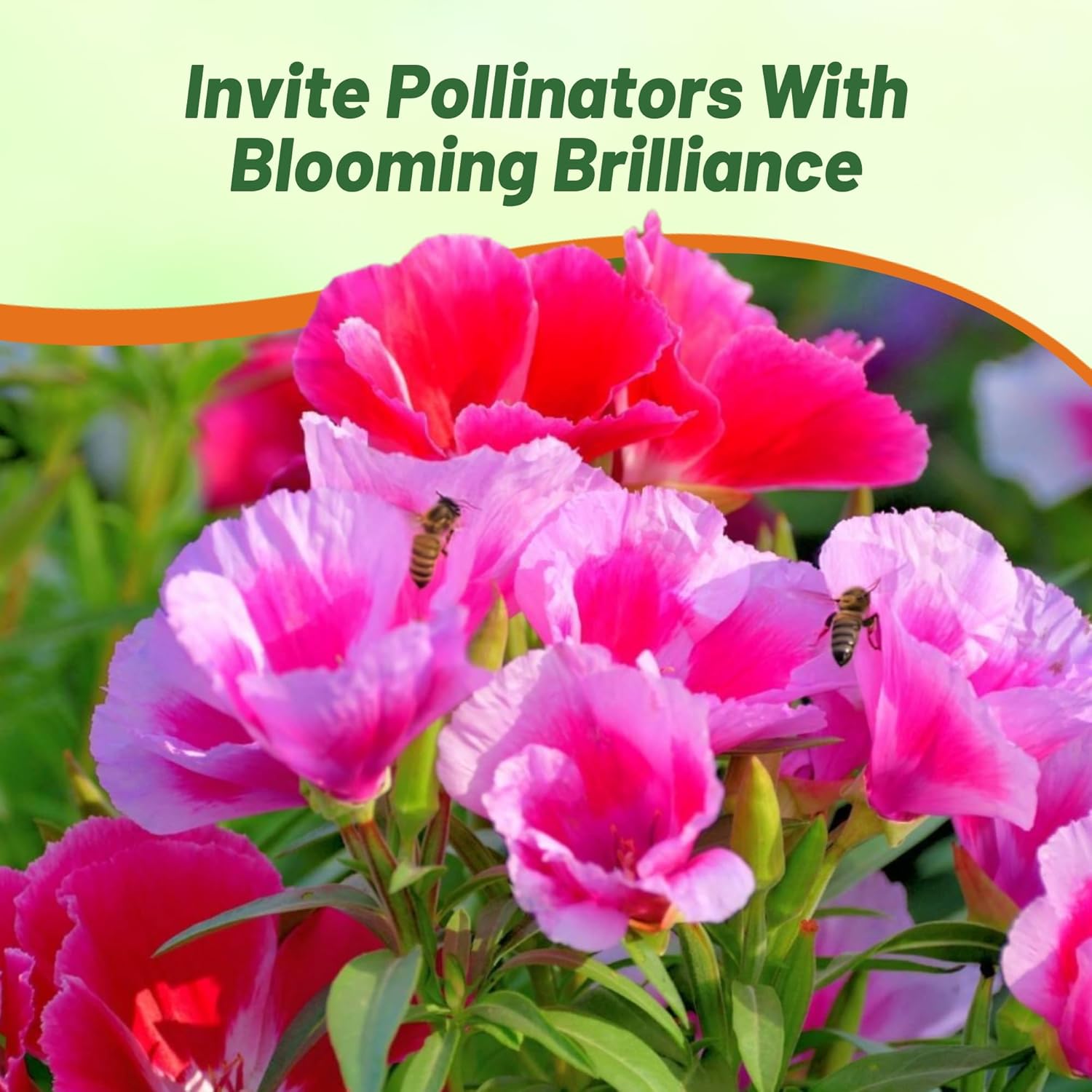 Godetia Tall Pollinating Flower Garden Mix