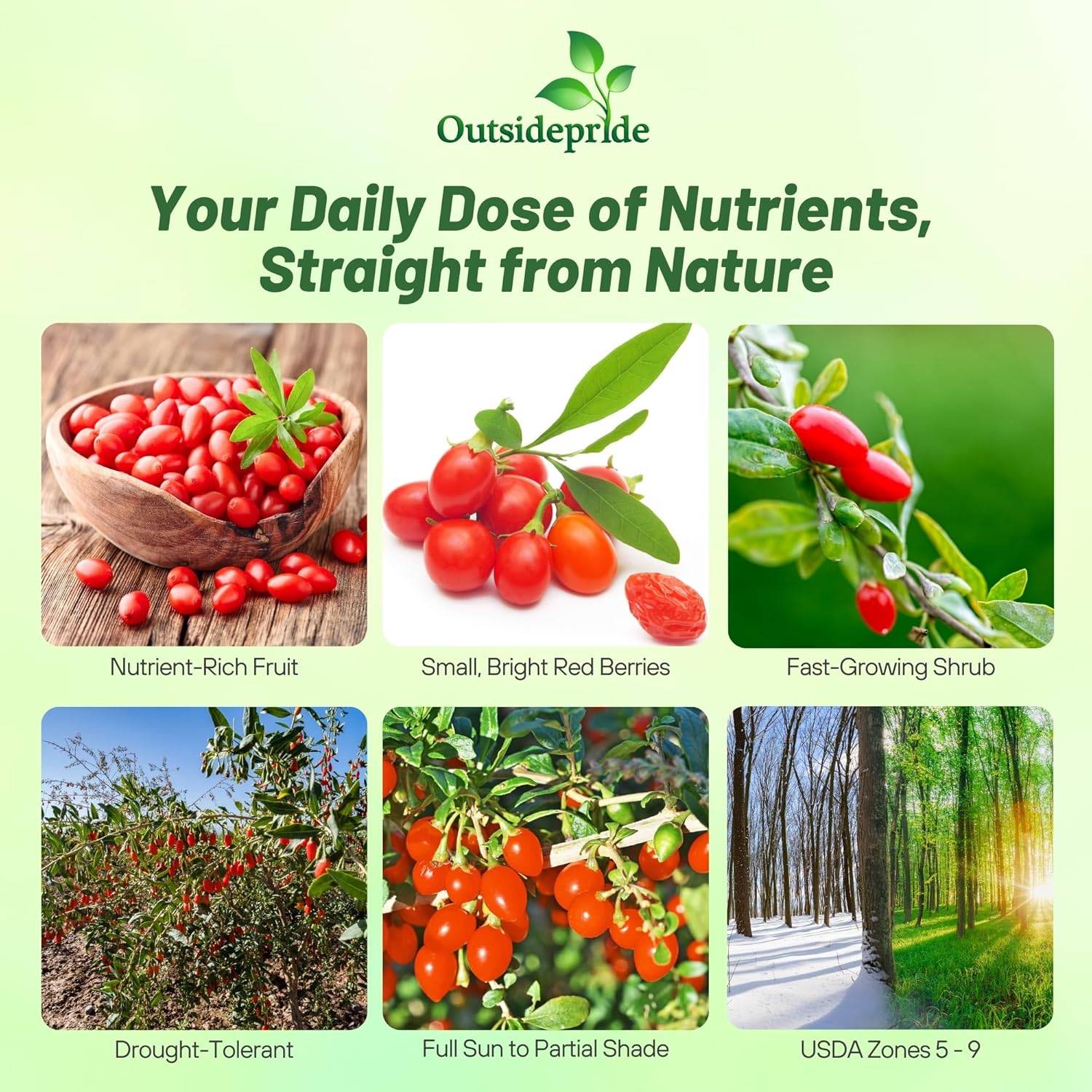 Lycium Barbarum Goji Berry