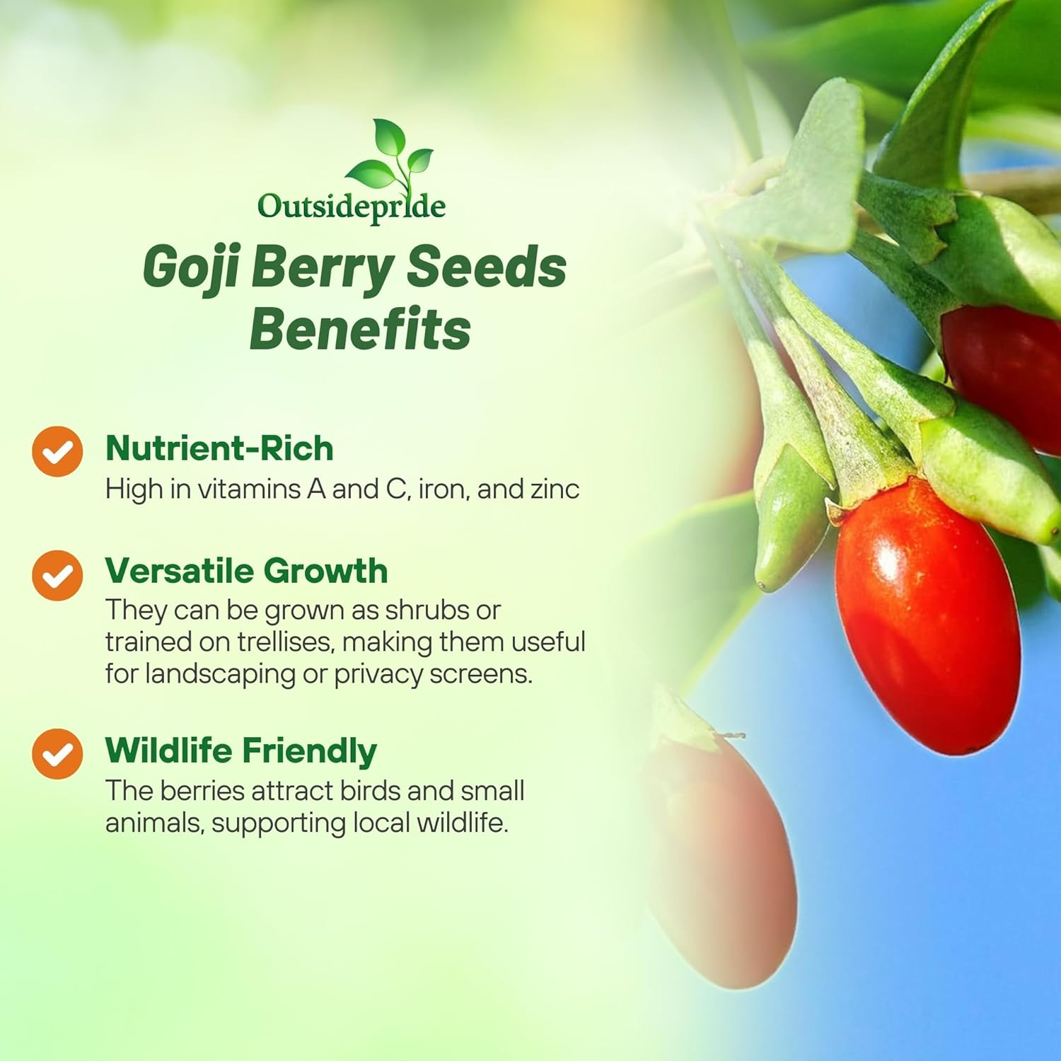Wolfberry Fruit Plants