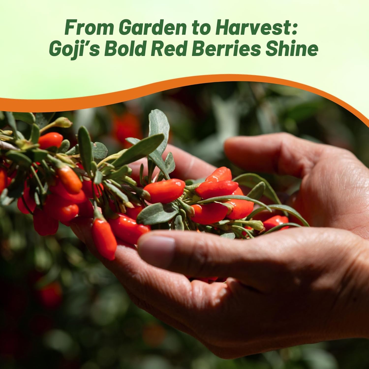 Goji Berries Superfood