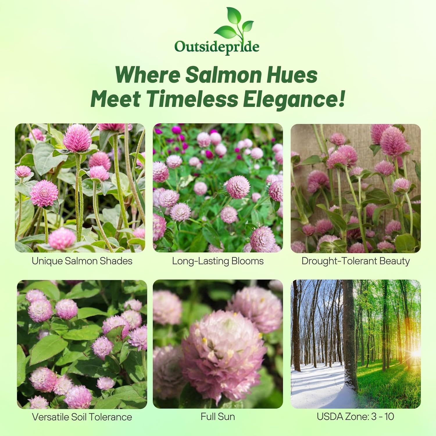 Gomphrena Salmon Plant Seed