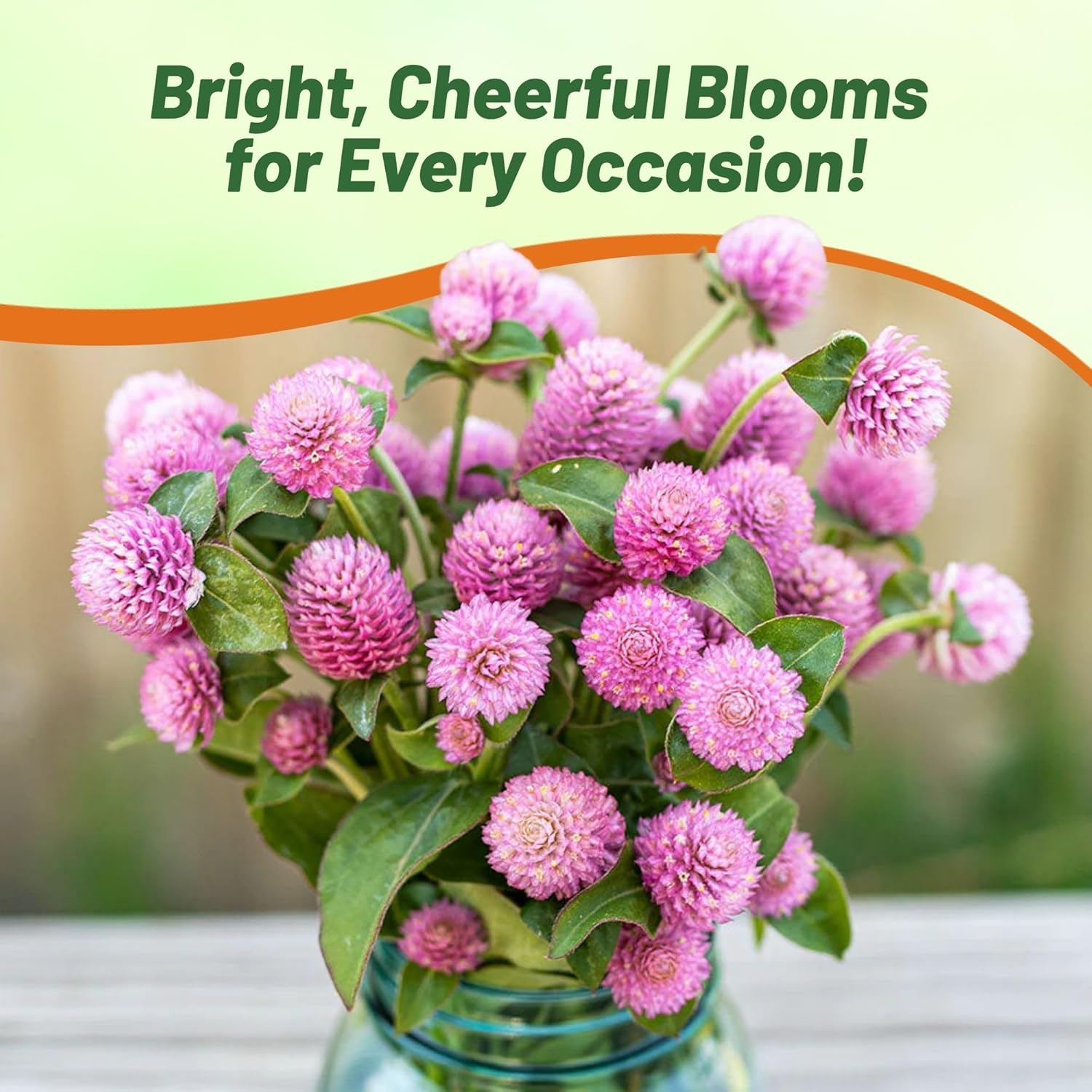 Gomphrena Globosa Salmon Flower Garden