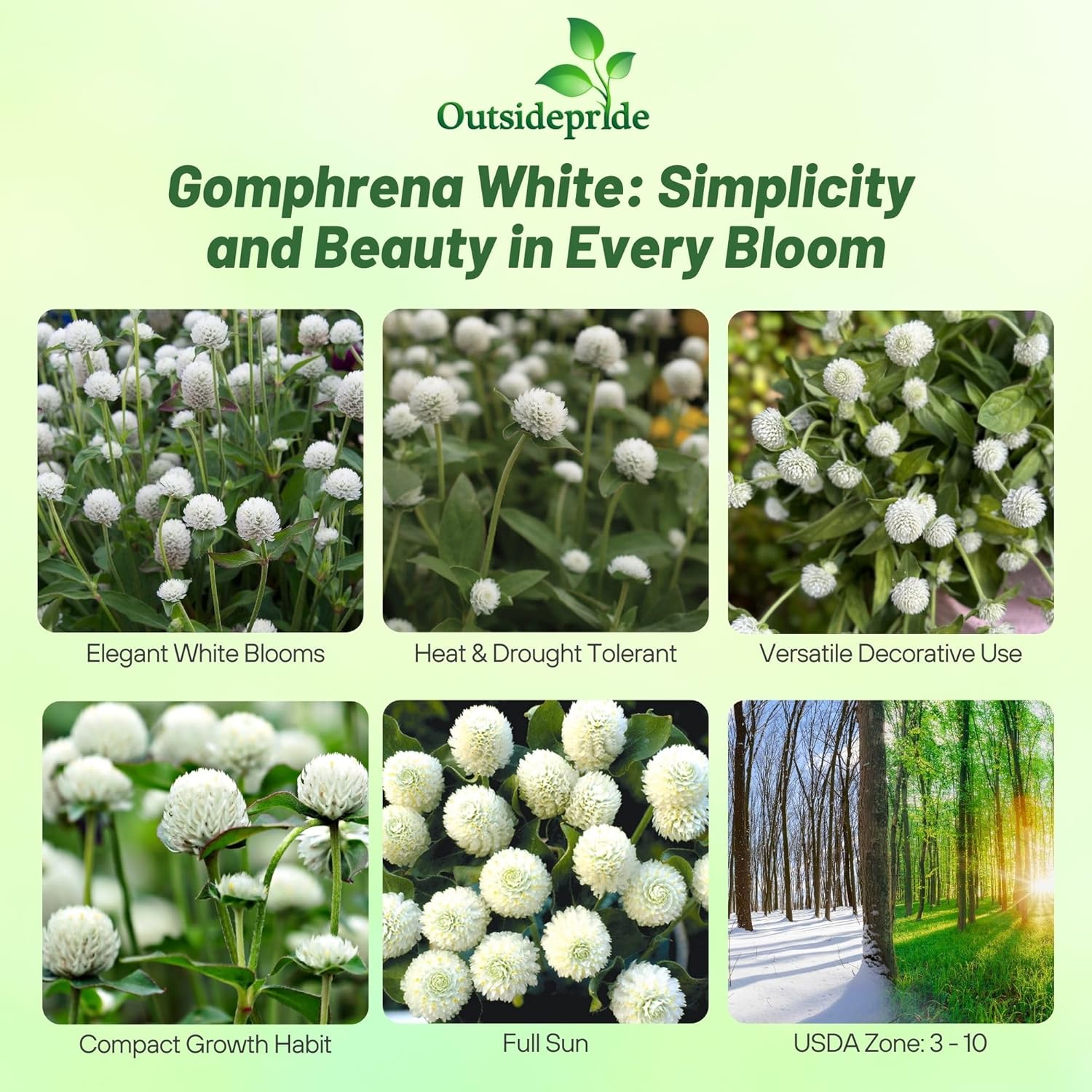 Gomphrena Globosa White Container Flowers