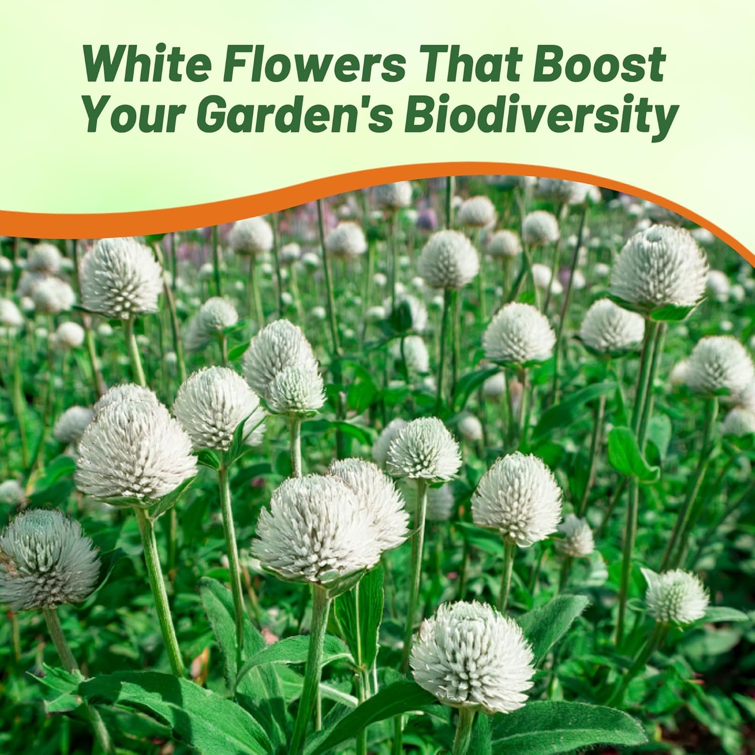 Gomphrena Globosa White Flower Garden