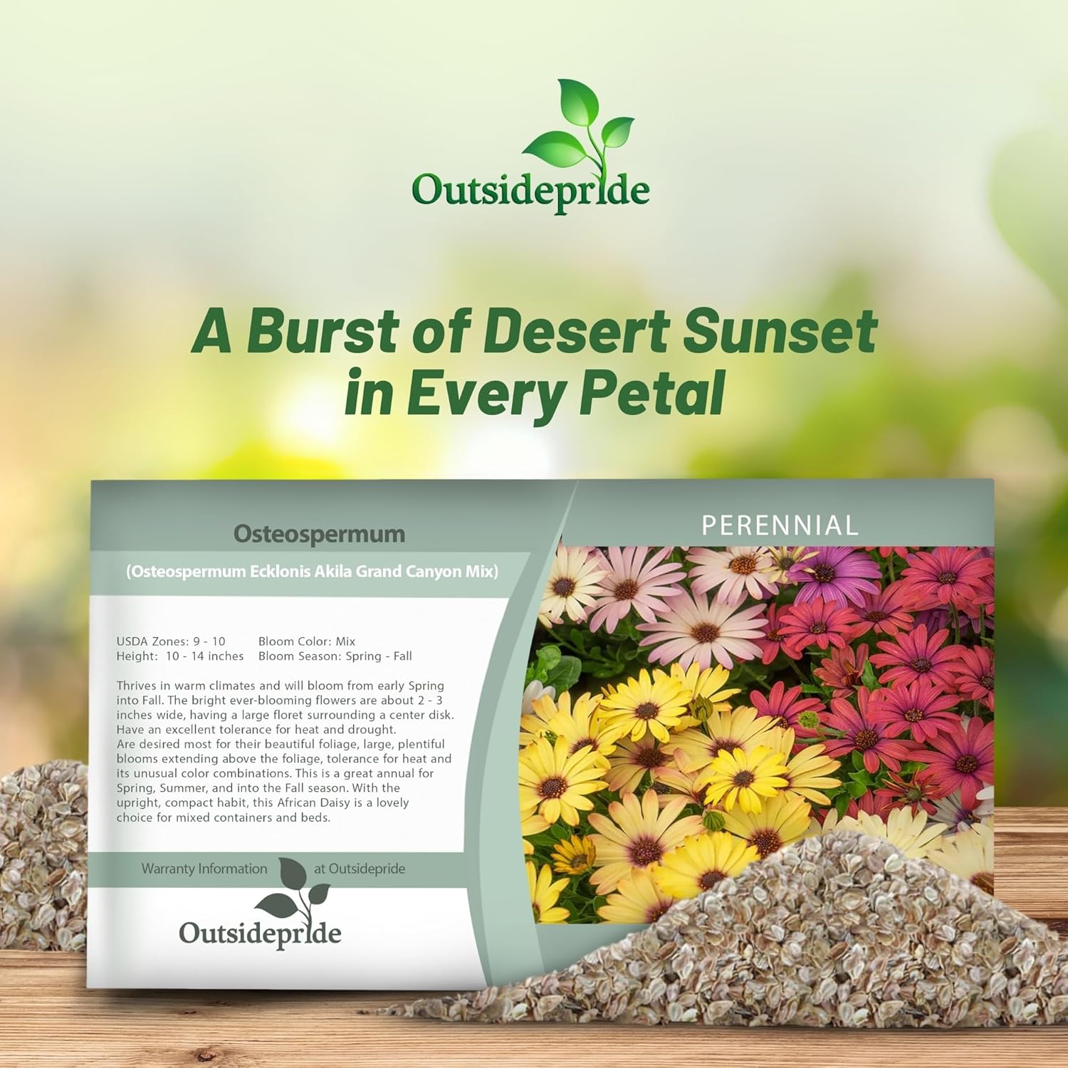 Osteospermum Grand Canyon Seed Packet