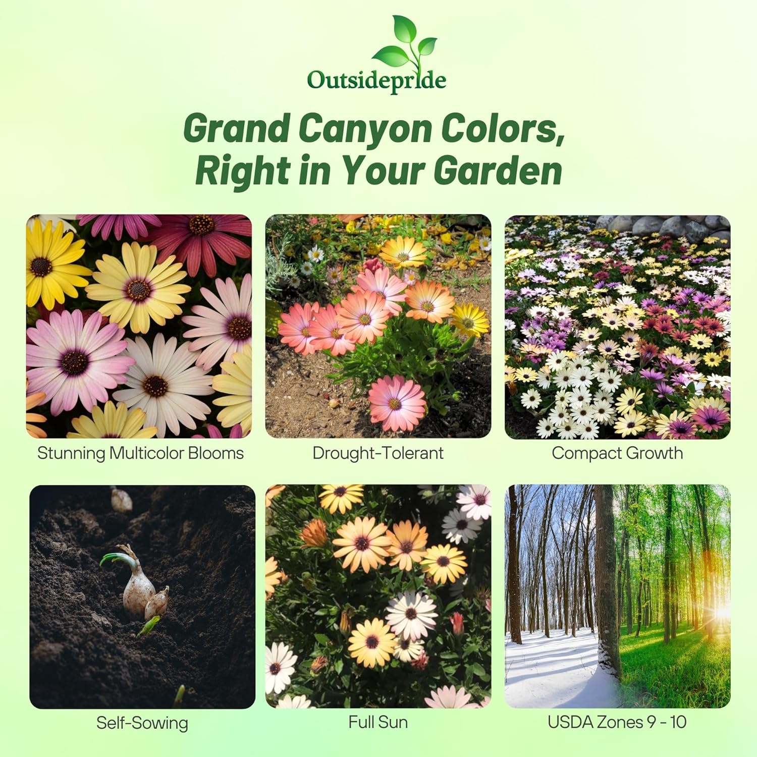 African Daisies Grand Canyon Flower Seed Mix