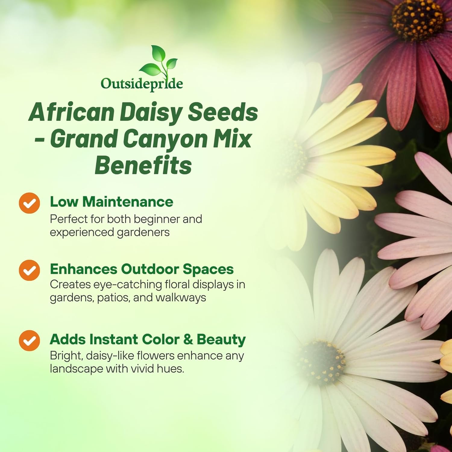 African Daisy Grand Canyon Flower Seed Mix