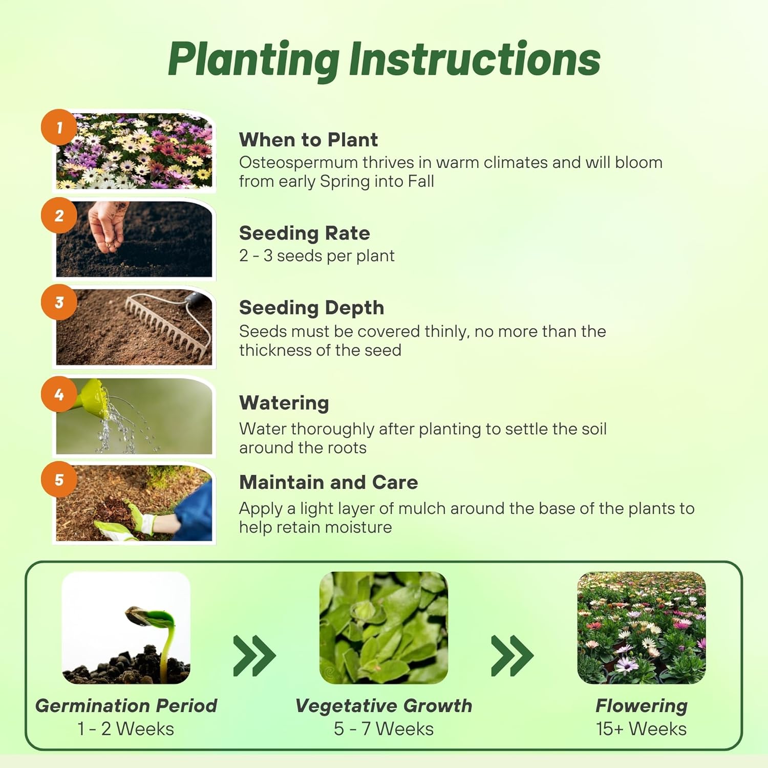 Osteospermum Grand Canyon Planting Directions